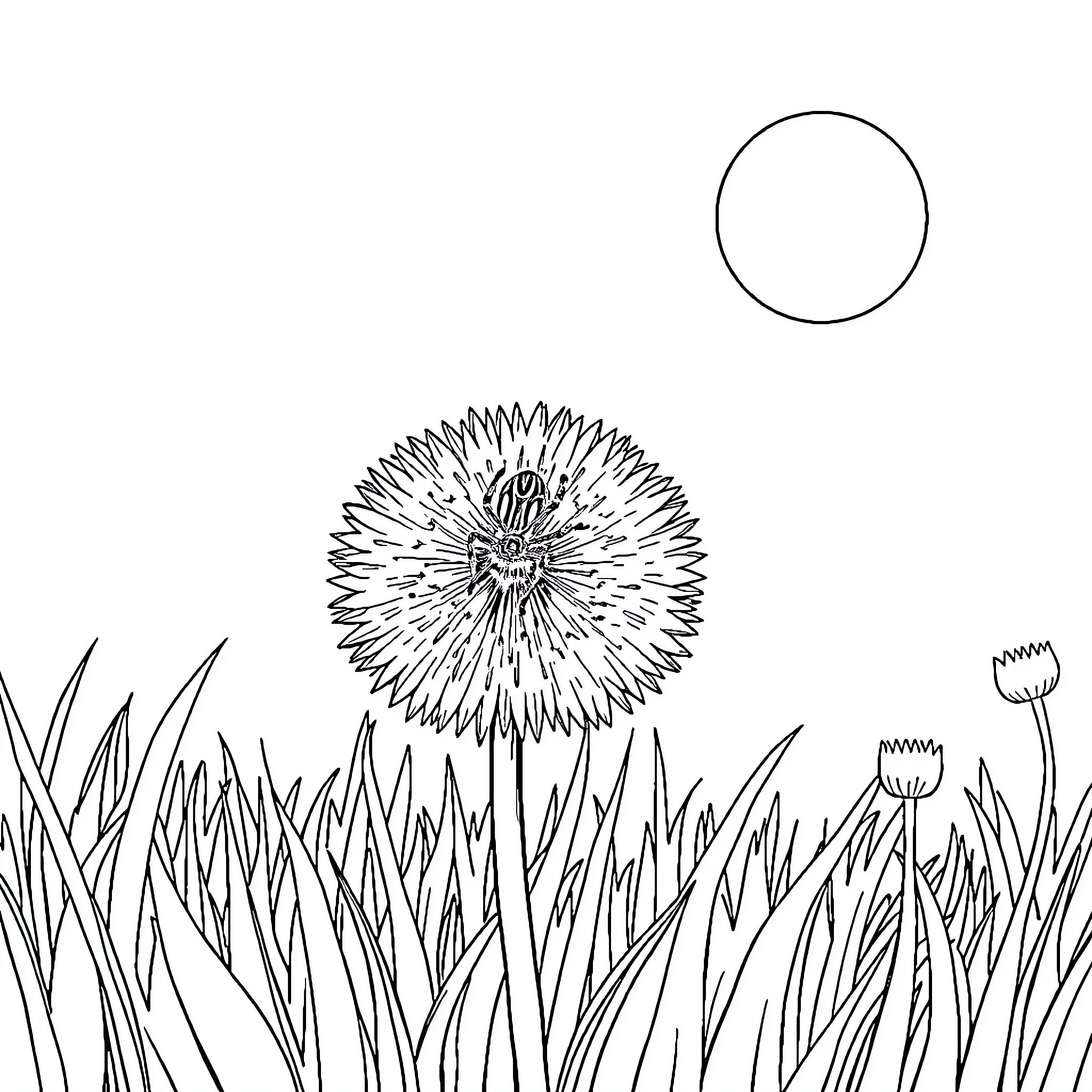 Spider Flower in Grassy Field Coloring Page (free black-and-white line drawing printable PDF for all, from beginners to advanced learners, including children, teens, adults, and seniors)
