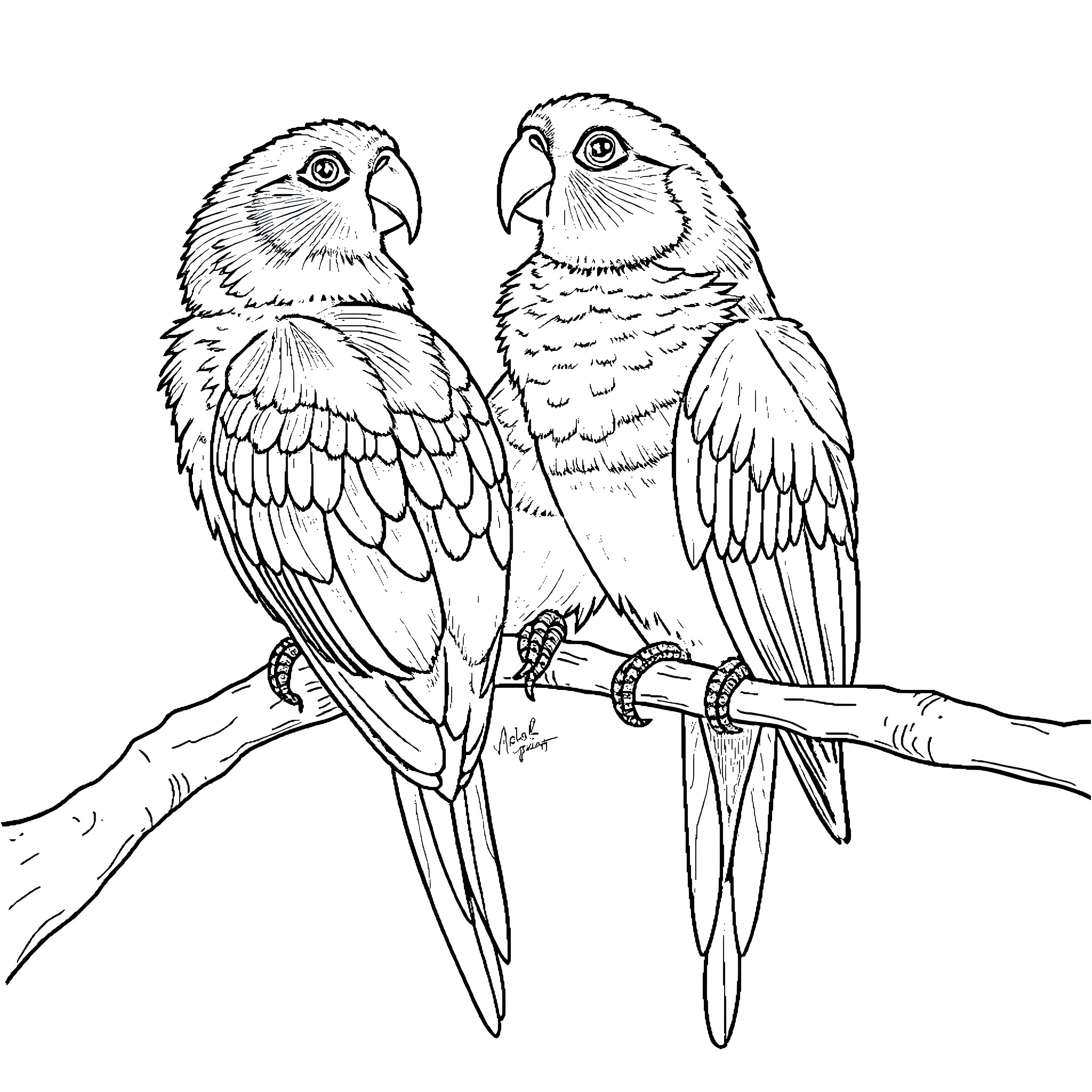 Titled Parrots Perched on Branch Coloring Page (free black-and-white line drawing printable PDF for all, from beginners to advanced learners, including children, teens, adults, and seniors)