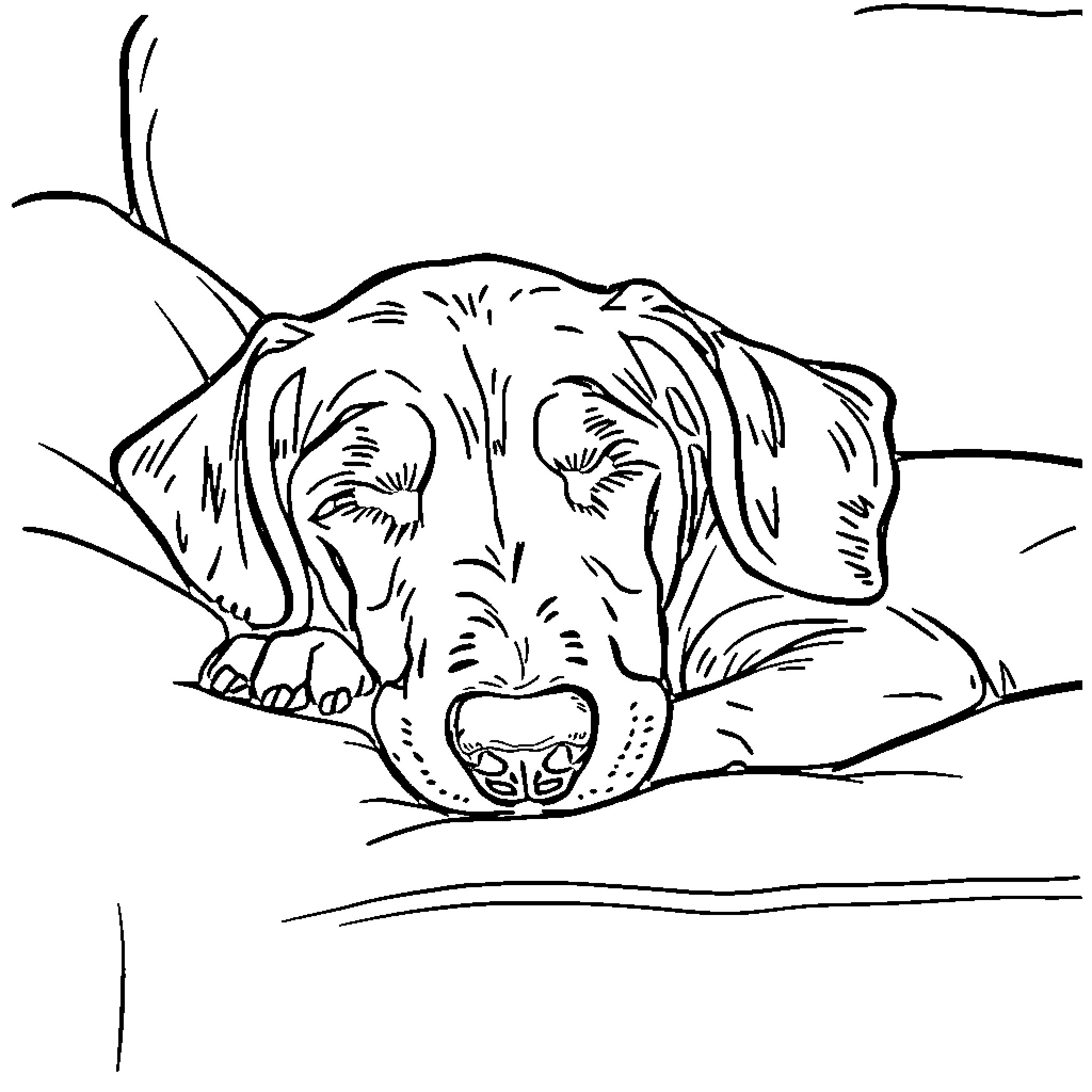 Coonhound napping peacefully on the floor Coloring Page (free black-and-white line drawing printable PDF for all, from beginners to advanced learners, including children, teens, adults, and seniors)