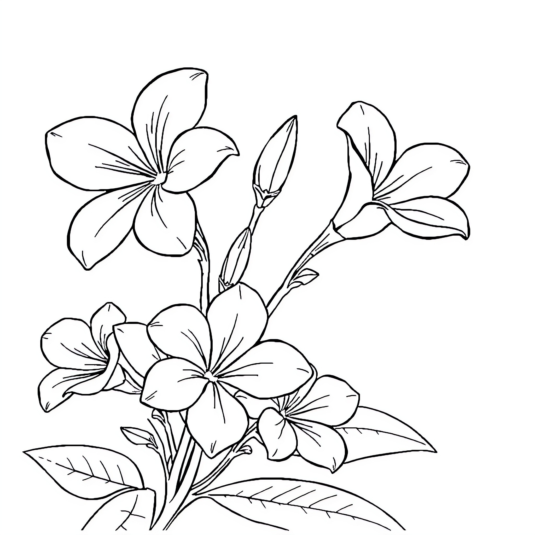 Puakenikeni - Delicate Tropical Flowers Coloring Page (free black-and-white line drawing printable PDF for all, from beginners to advanced learners, including children, teens, adults, and seniors)