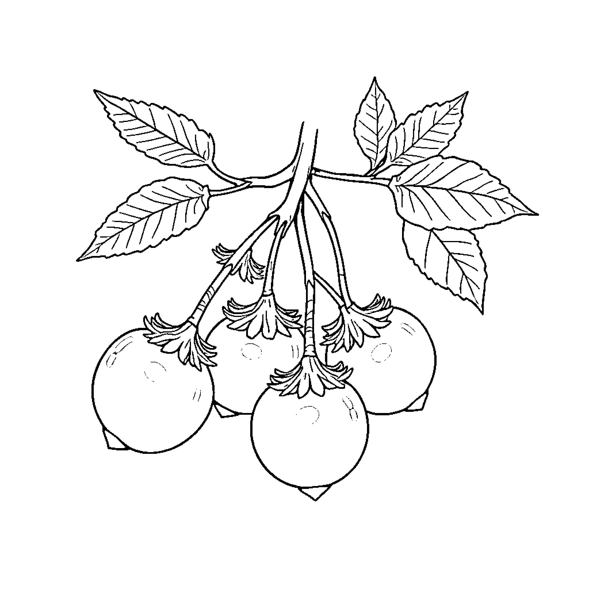 Berry Branch with Delicate Leaves Coloring Page (free black-and-white line drawing printable PDF for all, from beginners to advanced learners, including children, teens, adults, and seniors)