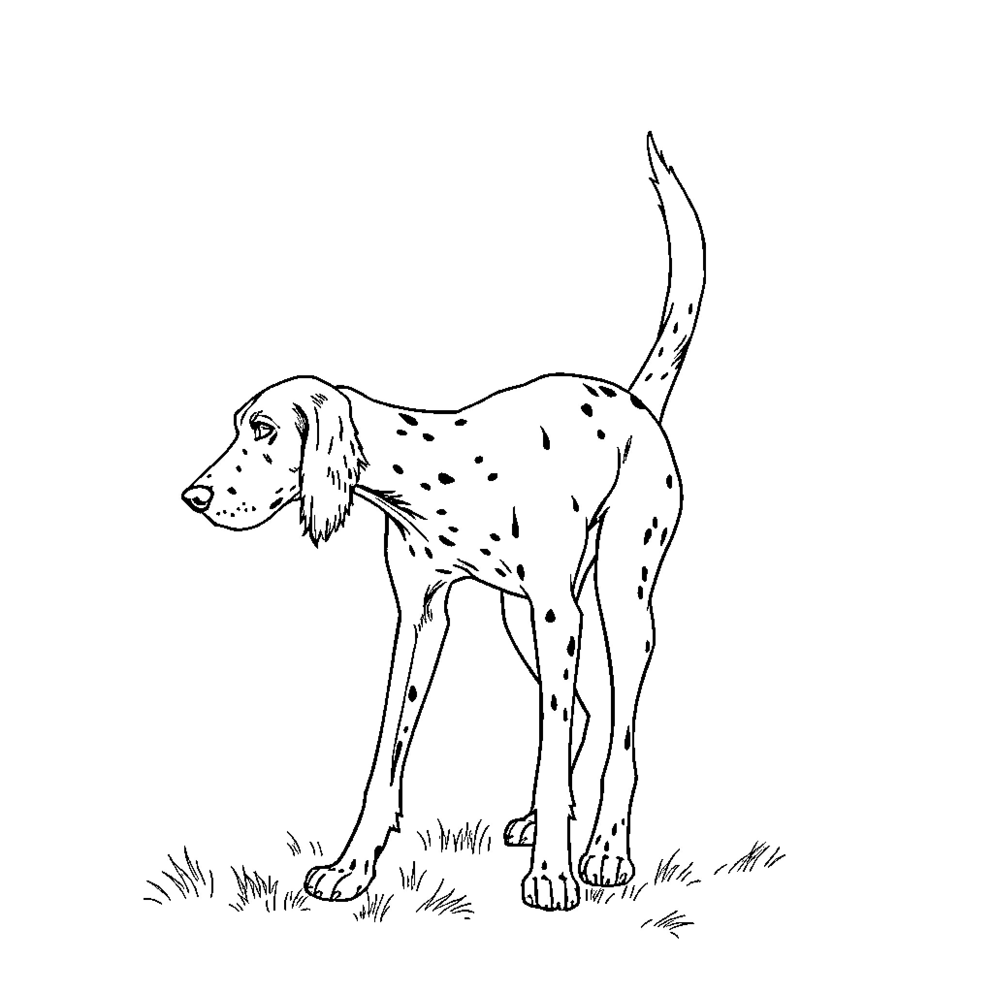 Setter enjoying outdoor scenery Coloring Page (free black-and-white line drawing printable PDF for all, from beginners to advanced learners, including children, teens, adults, and seniors)
