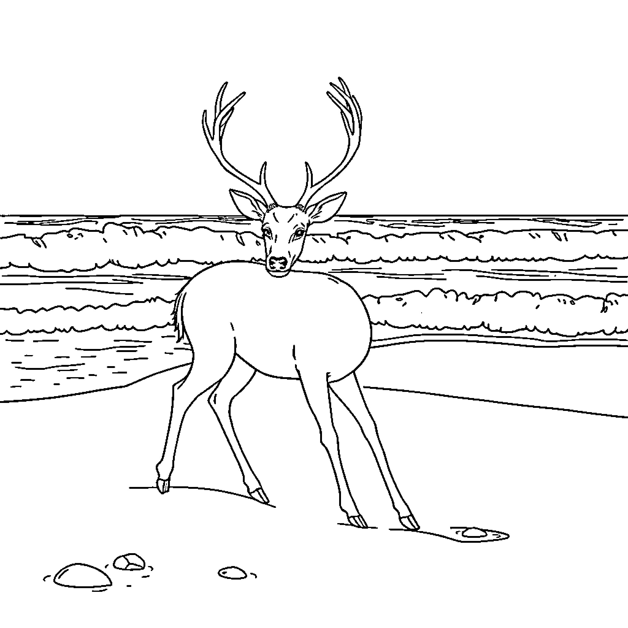 Deer standing by the shore Coloring Page (free black-and-white line drawing printable PDF for all, from beginners to advanced learners, including children, teens, adults, and seniors)