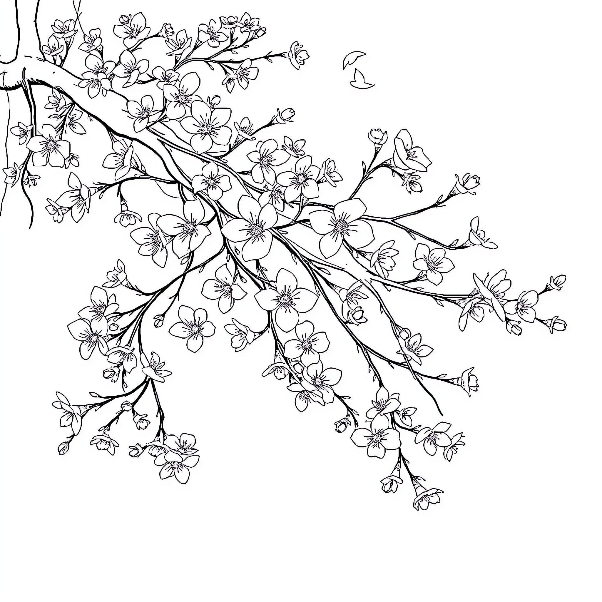 Sakura Blossoms in Elegant Arrangement Coloring Page (free black-and-white line drawing printable PDF for all, from beginners to advanced learners, including children, teens, adults, and seniors)