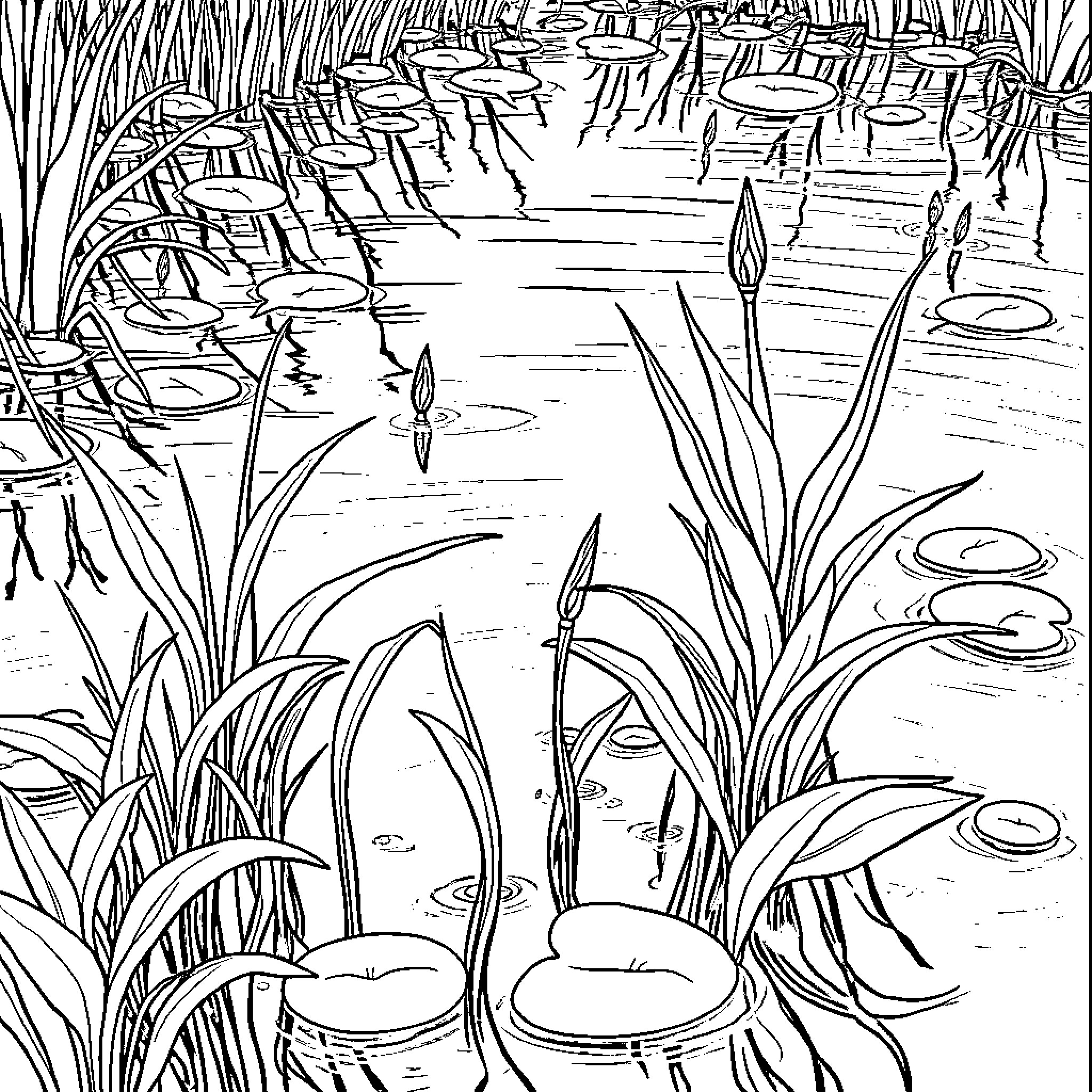 Pondweed landscape with aquatic plants and lilypad reflections Coloring Page (free black-and-white line drawing printable PDF for all, from beginners to advanced learners, including children, teens, adults, and seniors)