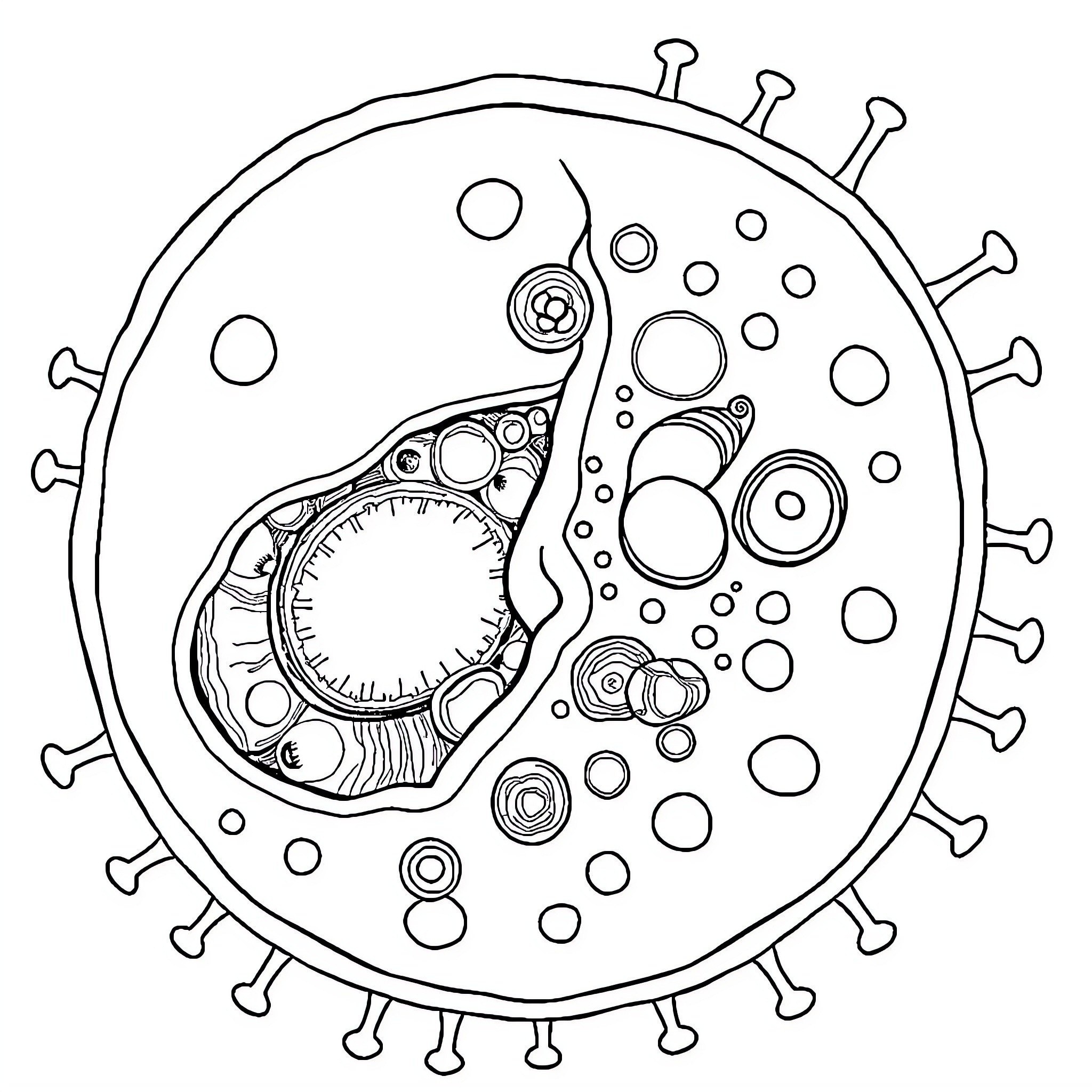Cell with intricate internal structures Coloring Page (free black-and-white line drawing printable PDF for all, from beginners to advanced learners, including children, teens, adults, and seniors)