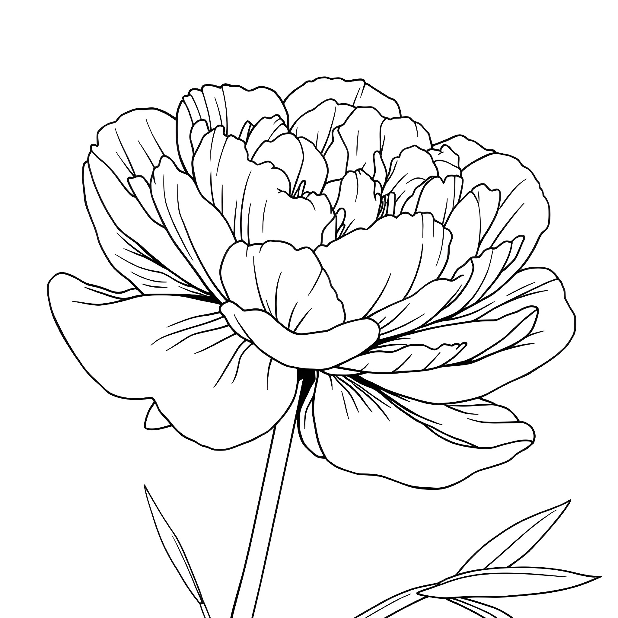 Peony flower in bloom Coloring Page (free black-and-white line drawing printable PDF for all, from beginners to advanced learners, including children, teens, adults, and seniors)