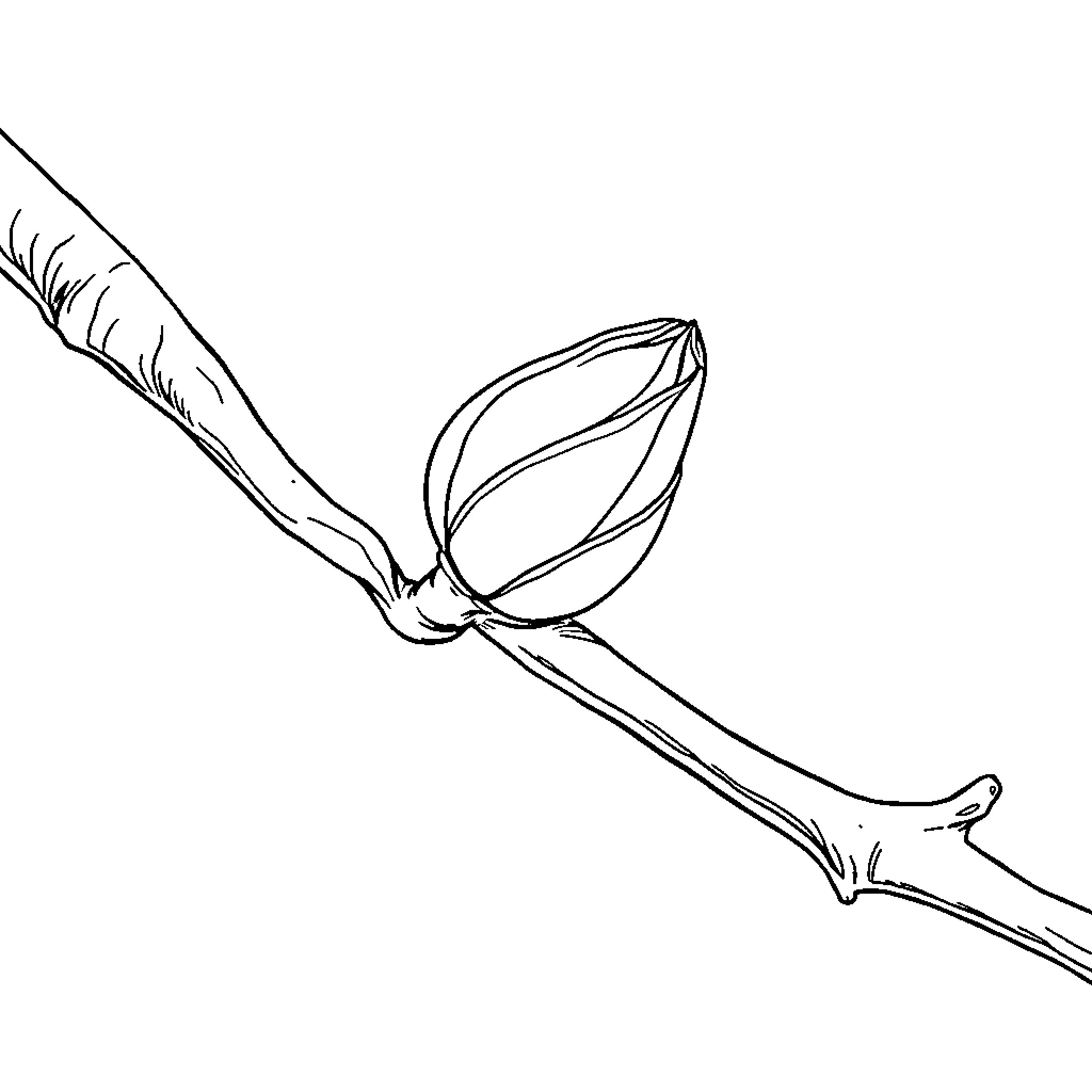 Bud budding on branch Coloring Page (free black-and-white line drawing printable PDF for all, from beginners to advanced learners, including children, teens, adults, and seniors)
