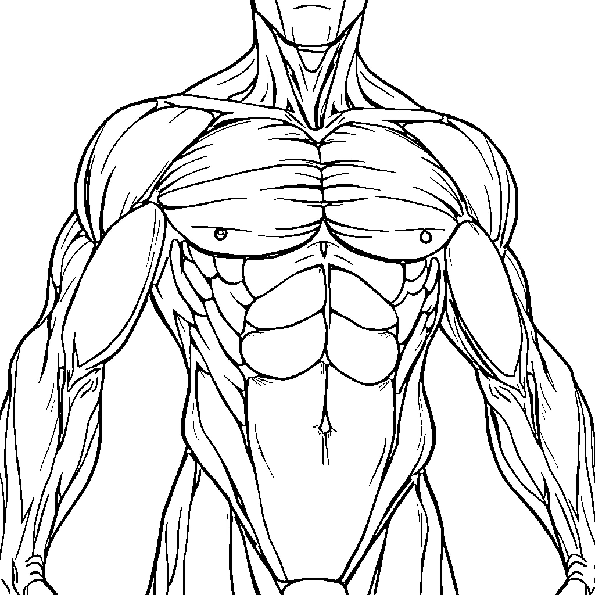 Human Body Depicting Muscular Anatomy Coloring Page (free black-and-white line drawing printable PDF for all, from beginners to advanced learners, including children, teens, adults, and seniors)
