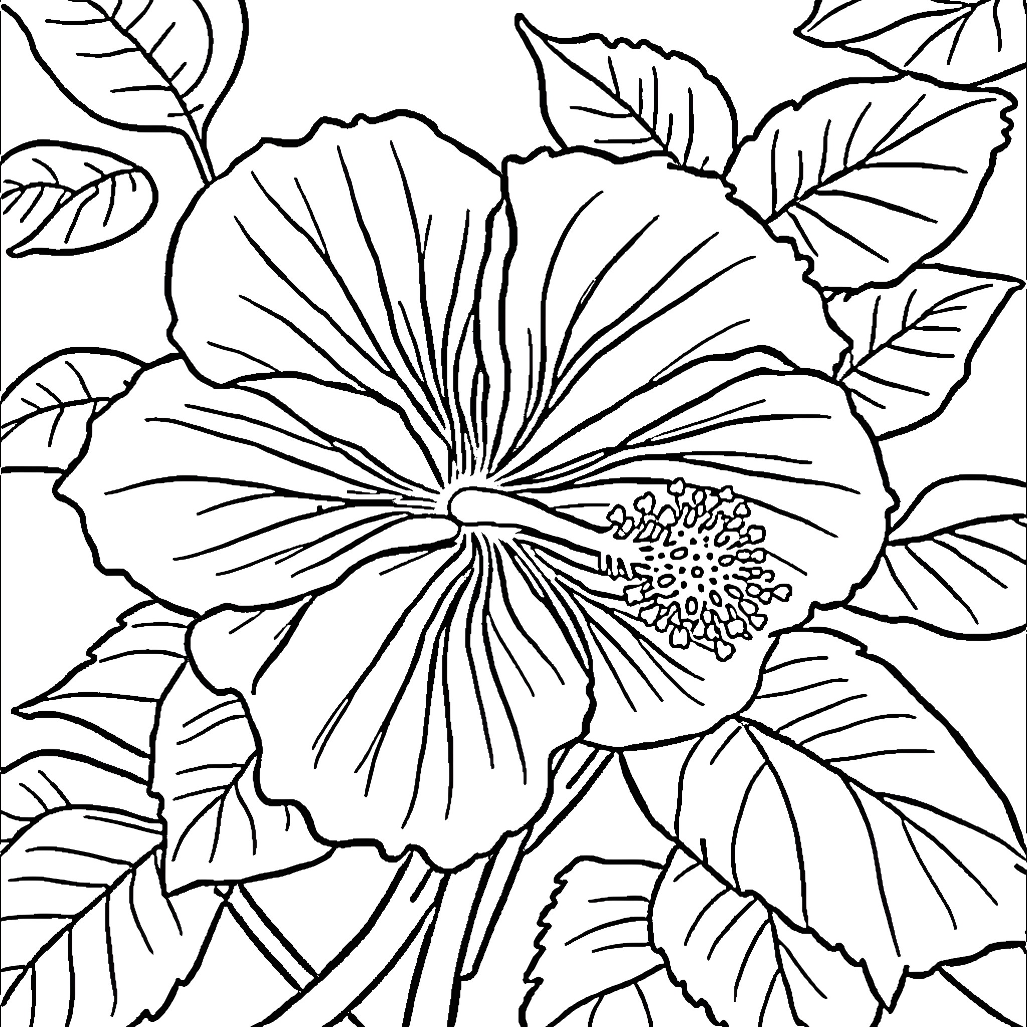 Hibiscus flowers in full bloom among lush leaves Coloring Page (free black-and-white line drawing printable PDF for all, from beginners to advanced learners, including children, teens, adults, and seniors)