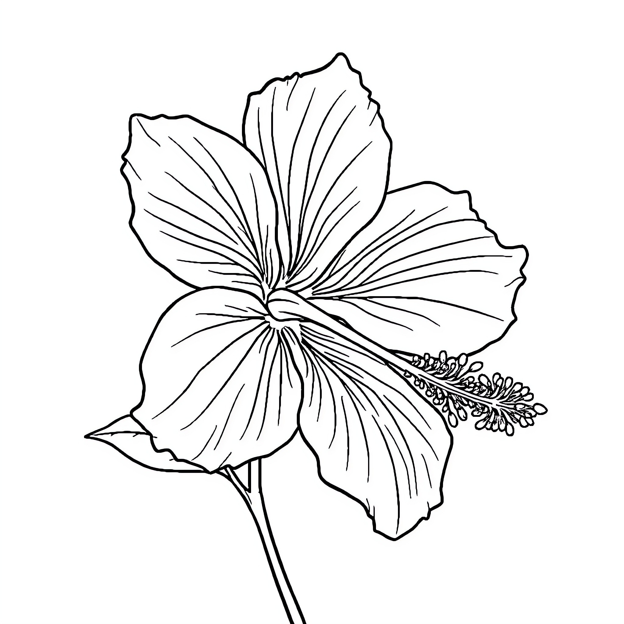 Hibiscus flower in simple line art Coloring Page (free black-and-white line drawing printable PDF for all, from beginners to advanced learners, including children, teens, adults, and seniors)