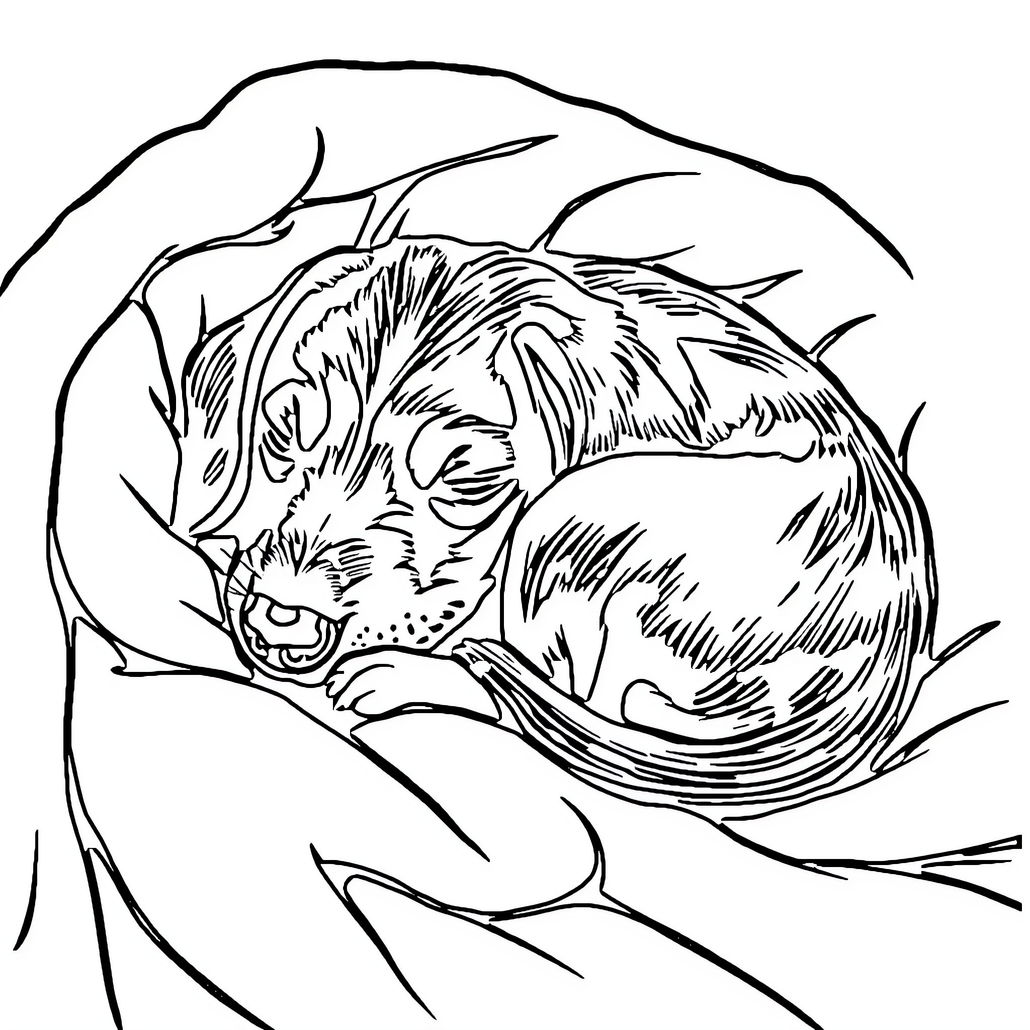 Weiner Dog Curled Up Sleeping Peacefully Coloring Page (free black-and-white line drawing printable PDF for all, from beginners to advanced learners, including children, teens, adults, and seniors)