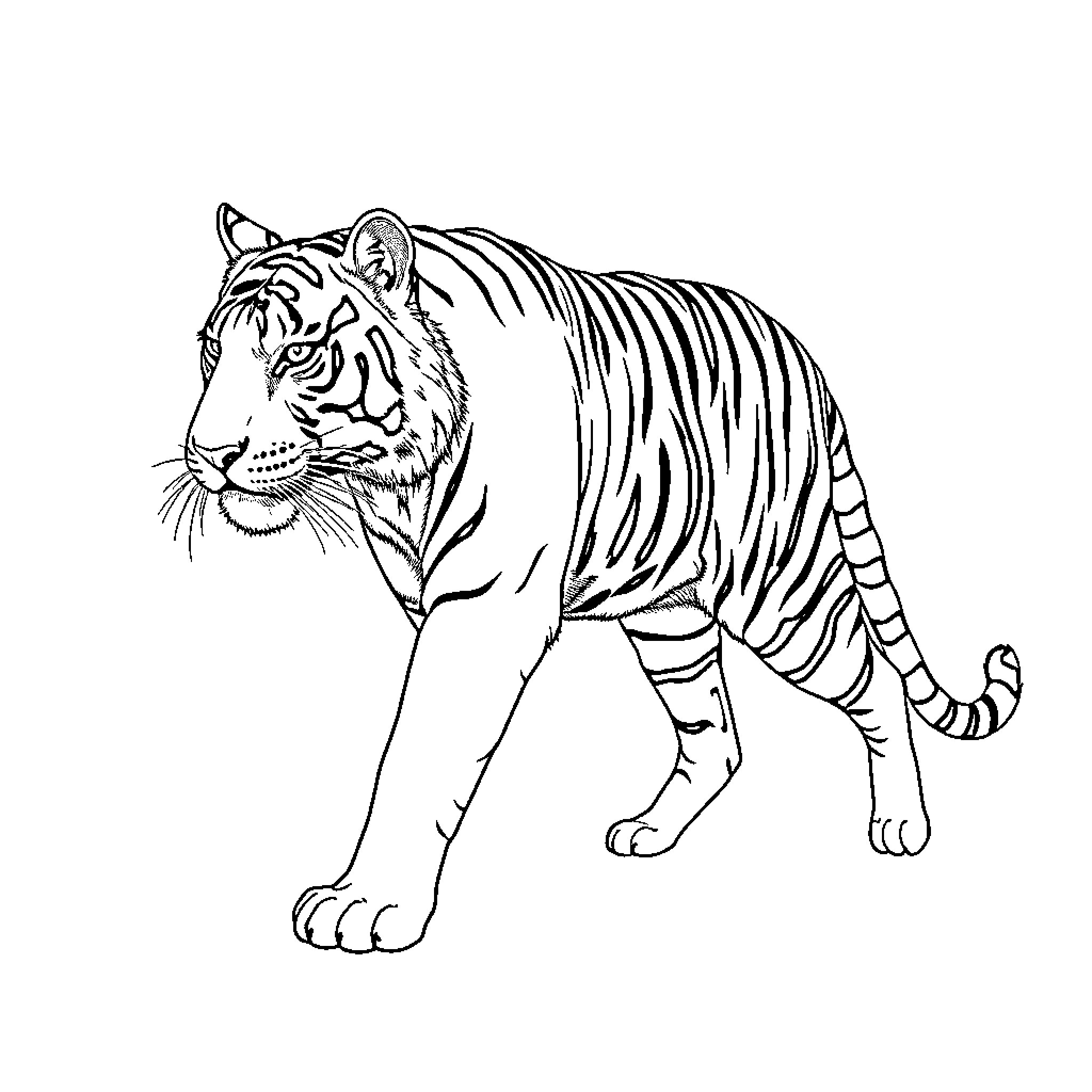 Tiger standing tall and alert Coloring Page (free black-and-white line drawing printable PDF for all, from beginners to advanced learners, including children, teens, adults, and seniors)