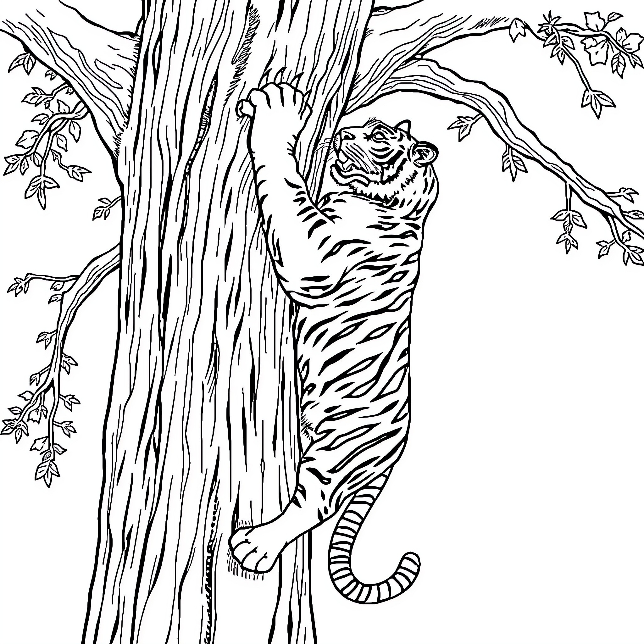 Tiger climbing up the tree trunk Coloring Page (free black-and-white line drawing printable PDF for all, from beginners to advanced learners, including children, teens, adults, and seniors)