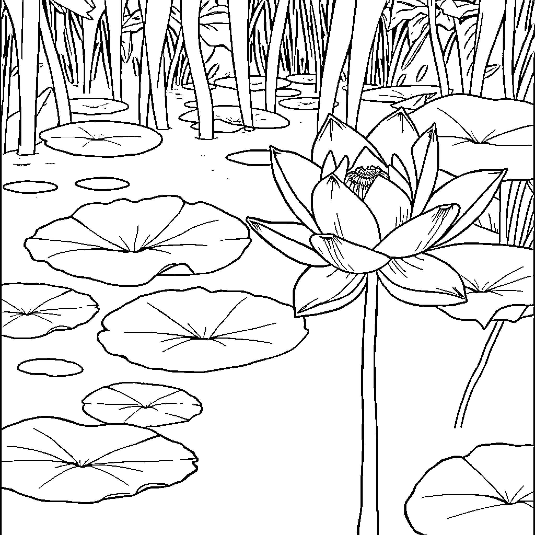 Lotus Flowers Blooming in Serene Pond Coloring Page (free black-and-white line drawing printable PDF for all, from beginners to advanced learners, including children, teens, adults, and seniors)