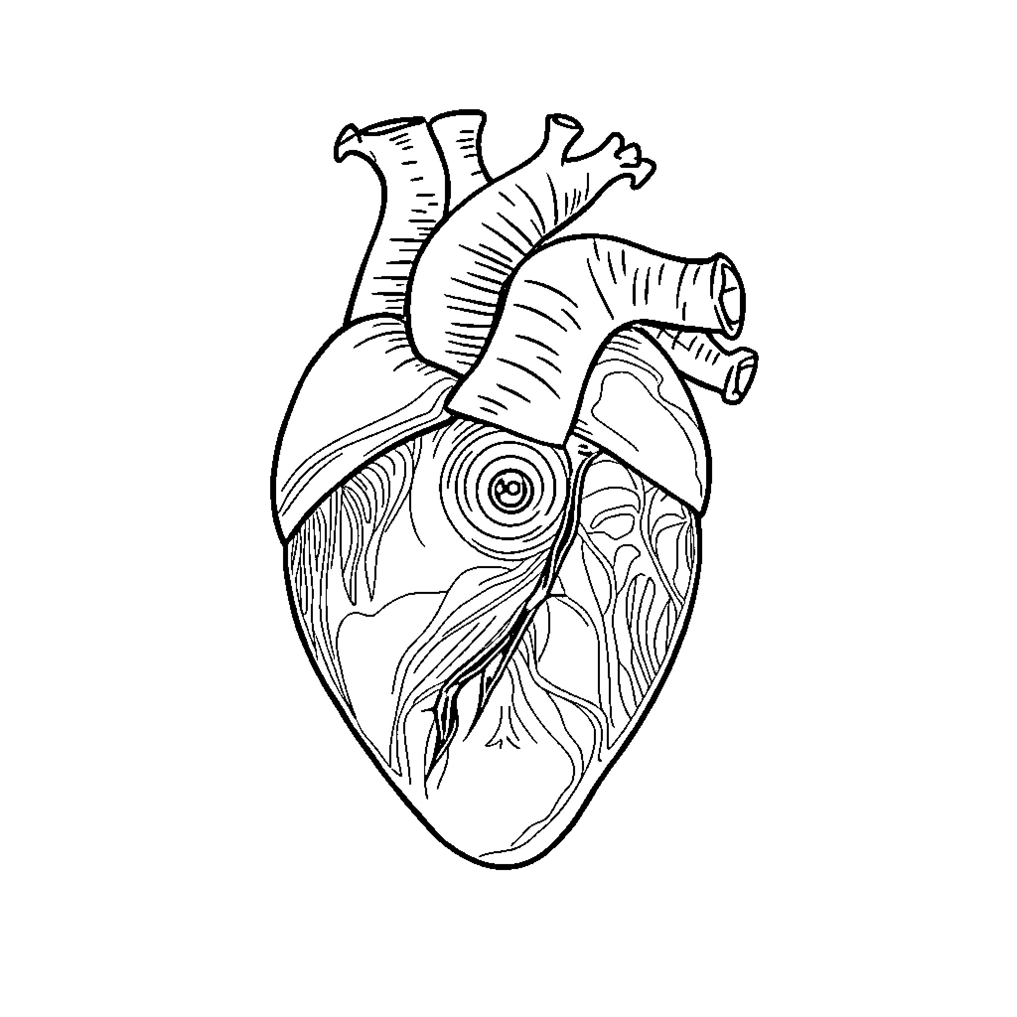 Heart with intricate anatomical details Coloring Page (free black-and-white line drawing printable PDF for all, from beginners to advanced learners, including children, teens, adults, and seniors)