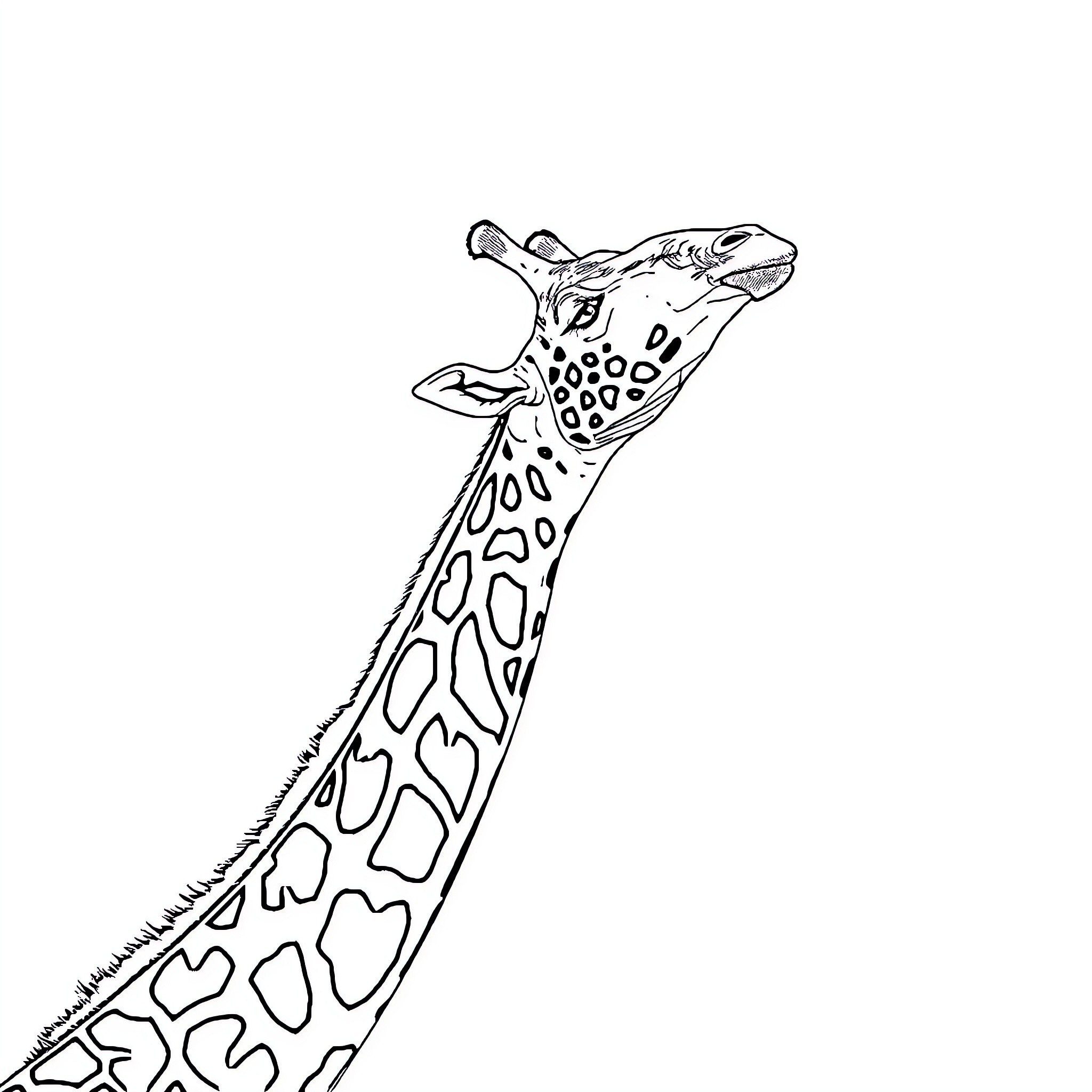 Giraffe with unique spotted pattern Coloring Page (free black-and-white line drawing printable PDF for all, from beginners to advanced learners, including children, teens, adults, and seniors)