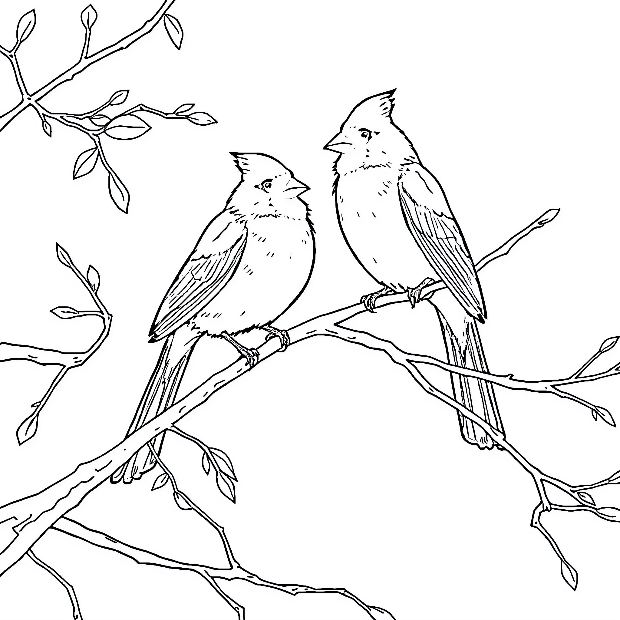 Cardinal Birds Perched on Tree Branch Coloring Page (free black-and-white line drawing printable PDF for all, from beginners to advanced learners, including children, teens, adults, and seniors)