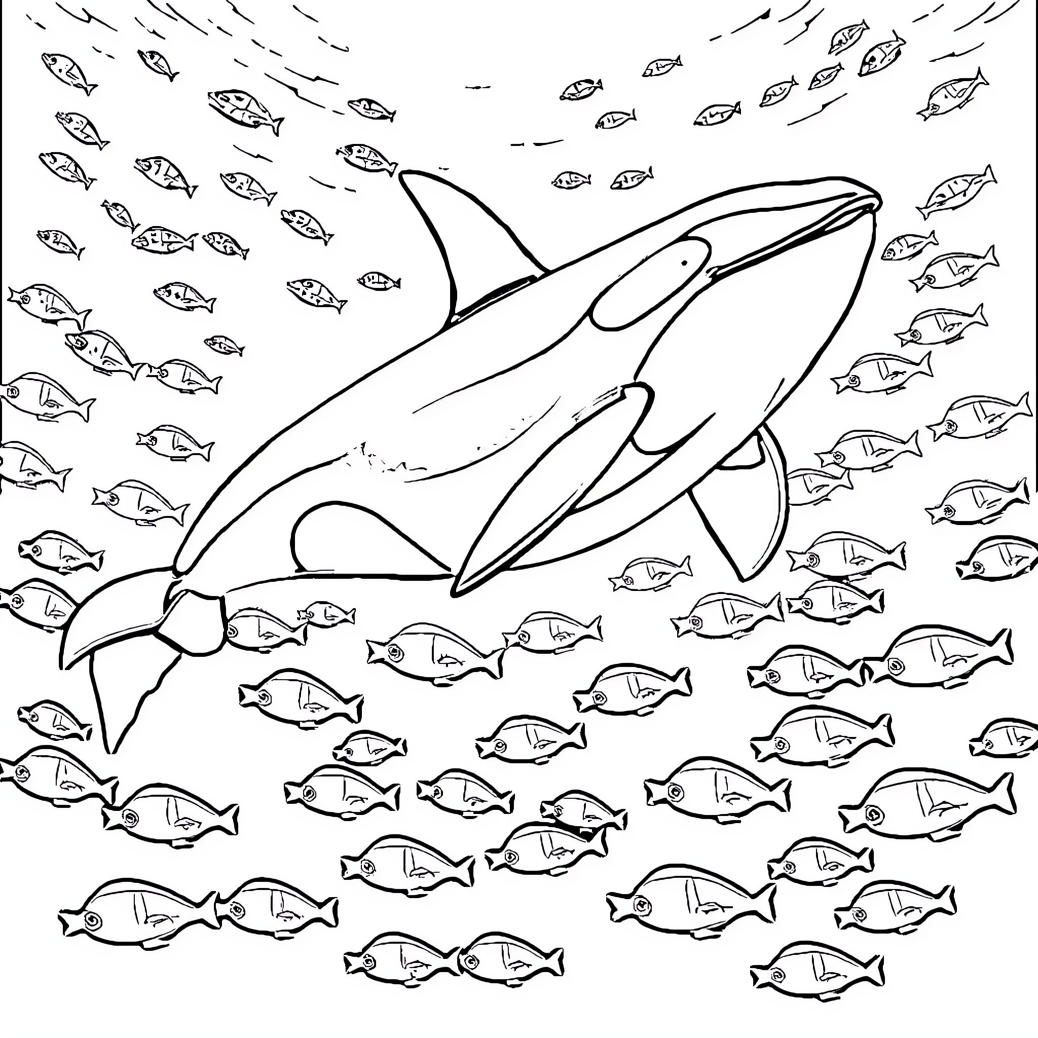 Killer Whale swimming among small fish Coloring Page (free black-and-white line drawing printable PDF for all, from beginners to advanced learners, including children, teens, adults, and seniors)