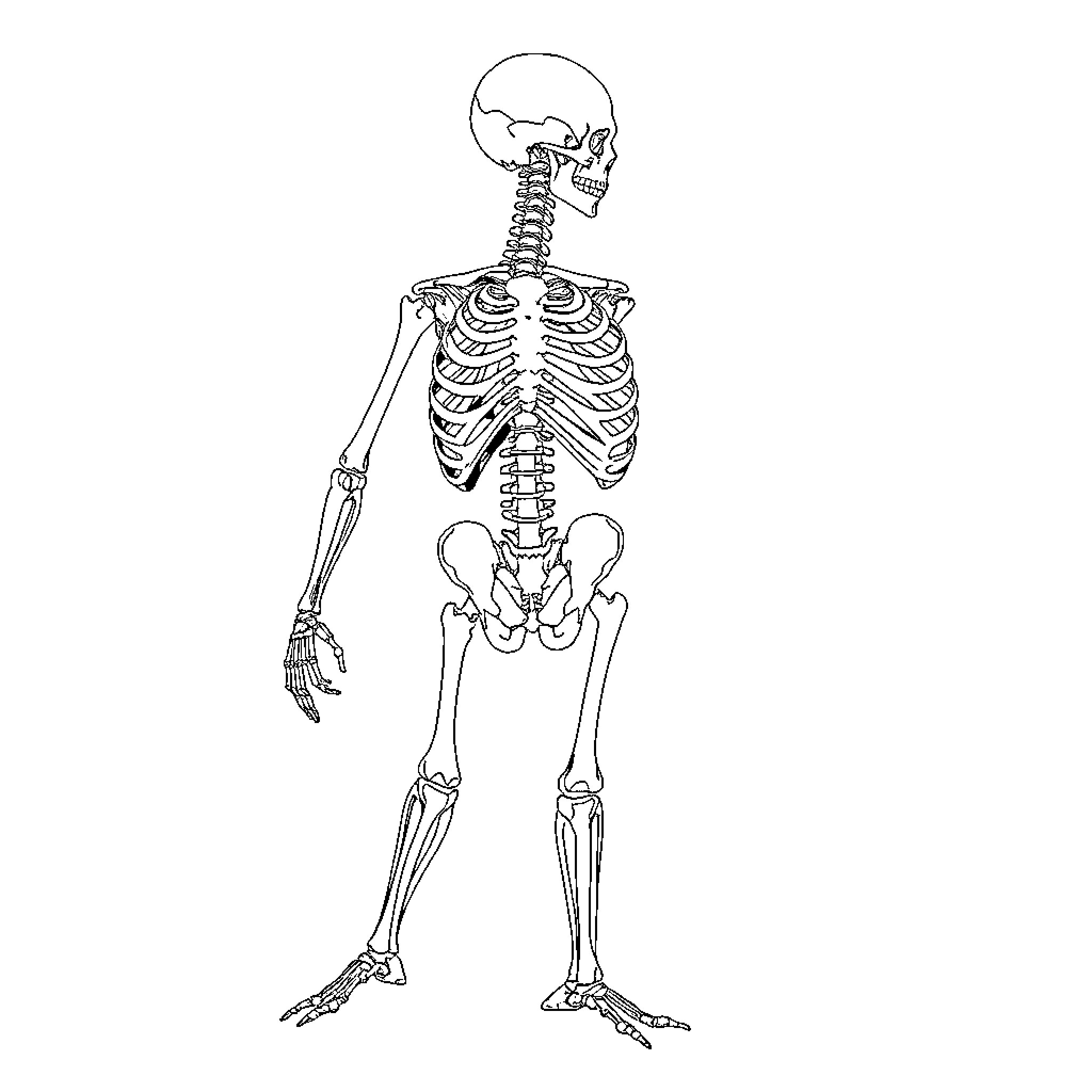 Shoulder Anatomy of Skeletal Structure Coloring Page (free black-and-white line drawing printable PDF for all, from beginners to advanced learners, including children, teens, adults, and seniors)
