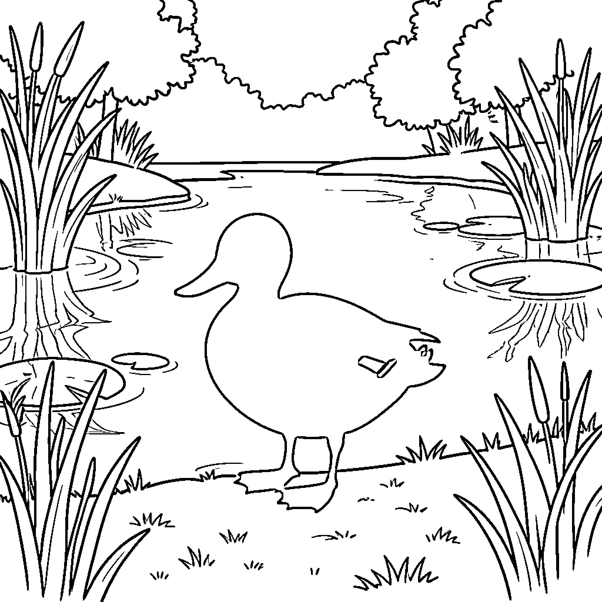 Mallard swimming in a peaceful pond Coloring Page (free black-and-white line drawing printable PDF for all, from beginners to advanced learners, including children, teens, adults, and seniors)