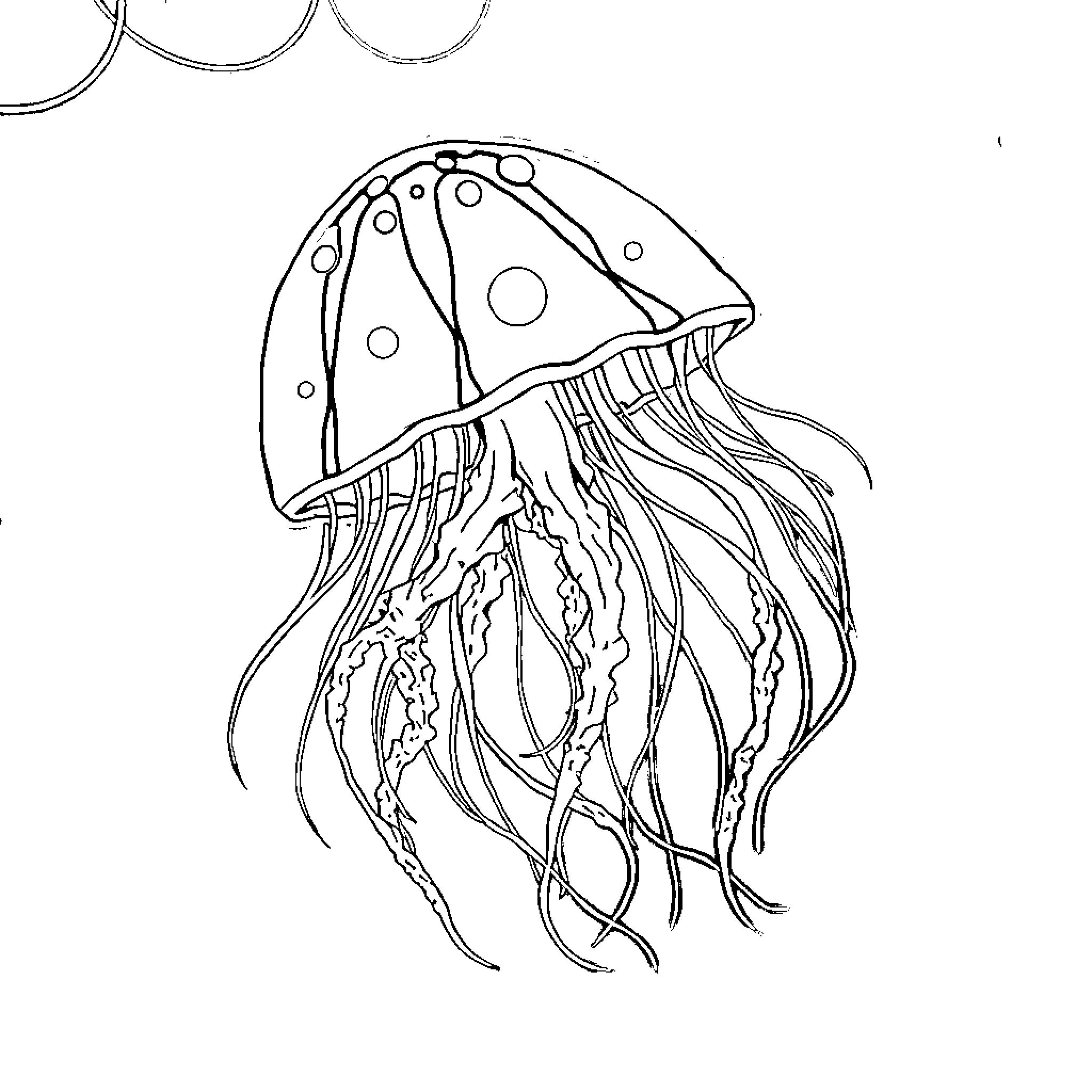 Jellyfish swimming gracefully Coloring Page (free black-and-white line drawing printable PDF for all, from beginners to advanced learners, including children, teens, adults, and seniors)