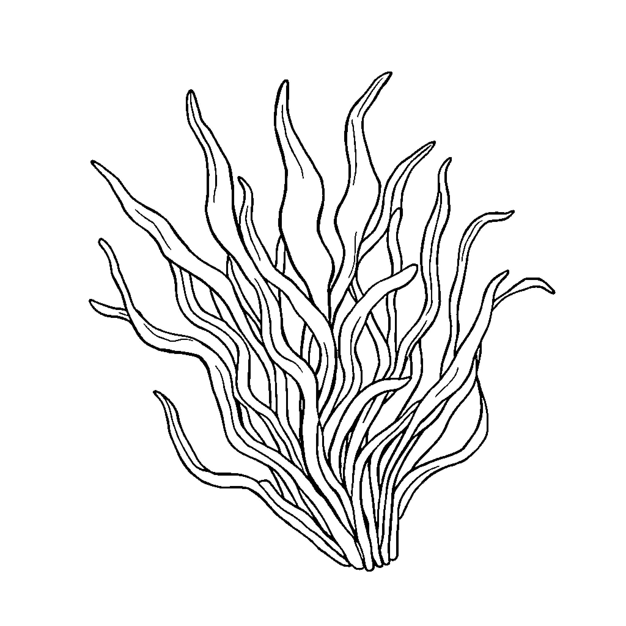 Macroalgae with flowing, abstract forms Coloring Page (free black-and-white line drawing printable PDF for all, from beginners to advanced learners, including children, teens, adults, and seniors)