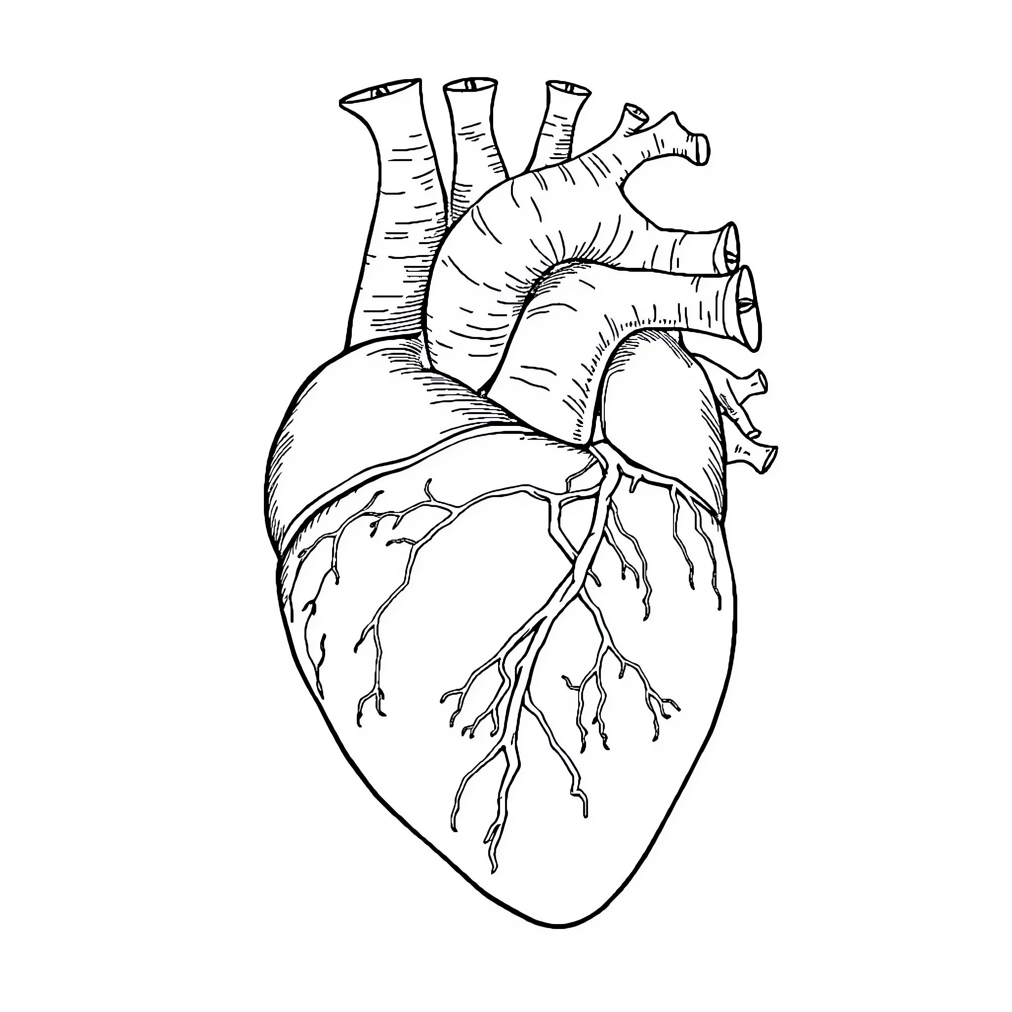 Heart's Intricate Anatomy Coloring Page (free black-and-white line drawing printable PDF for all, from beginners to advanced learners, including children, teens, adults, and seniors)