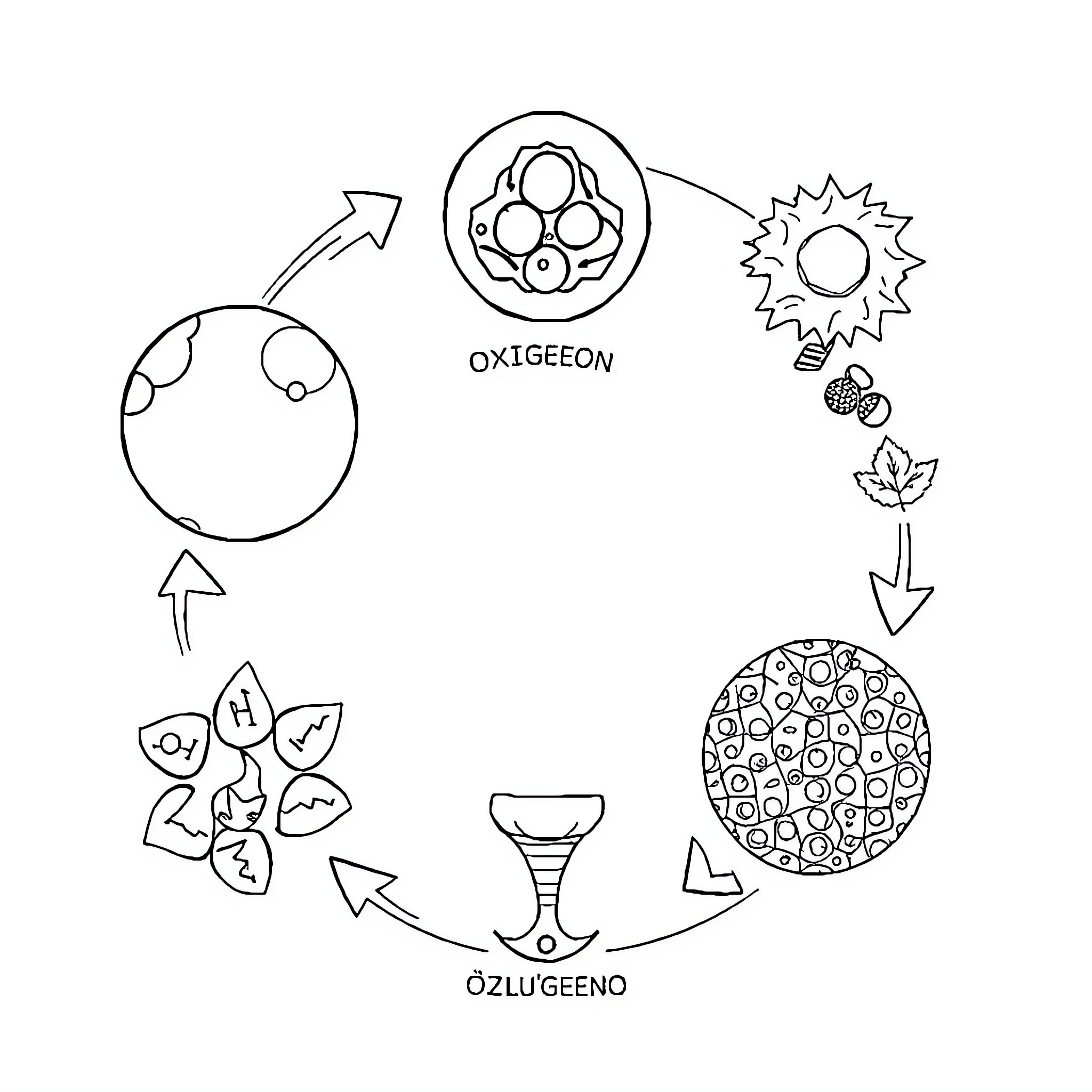 Ciclo of cellular processes and oxygen exchange Coloring Page (free black-and-white line drawing printable PDF for all, from beginners to advanced learners, including children, teens, adults, and seniors)