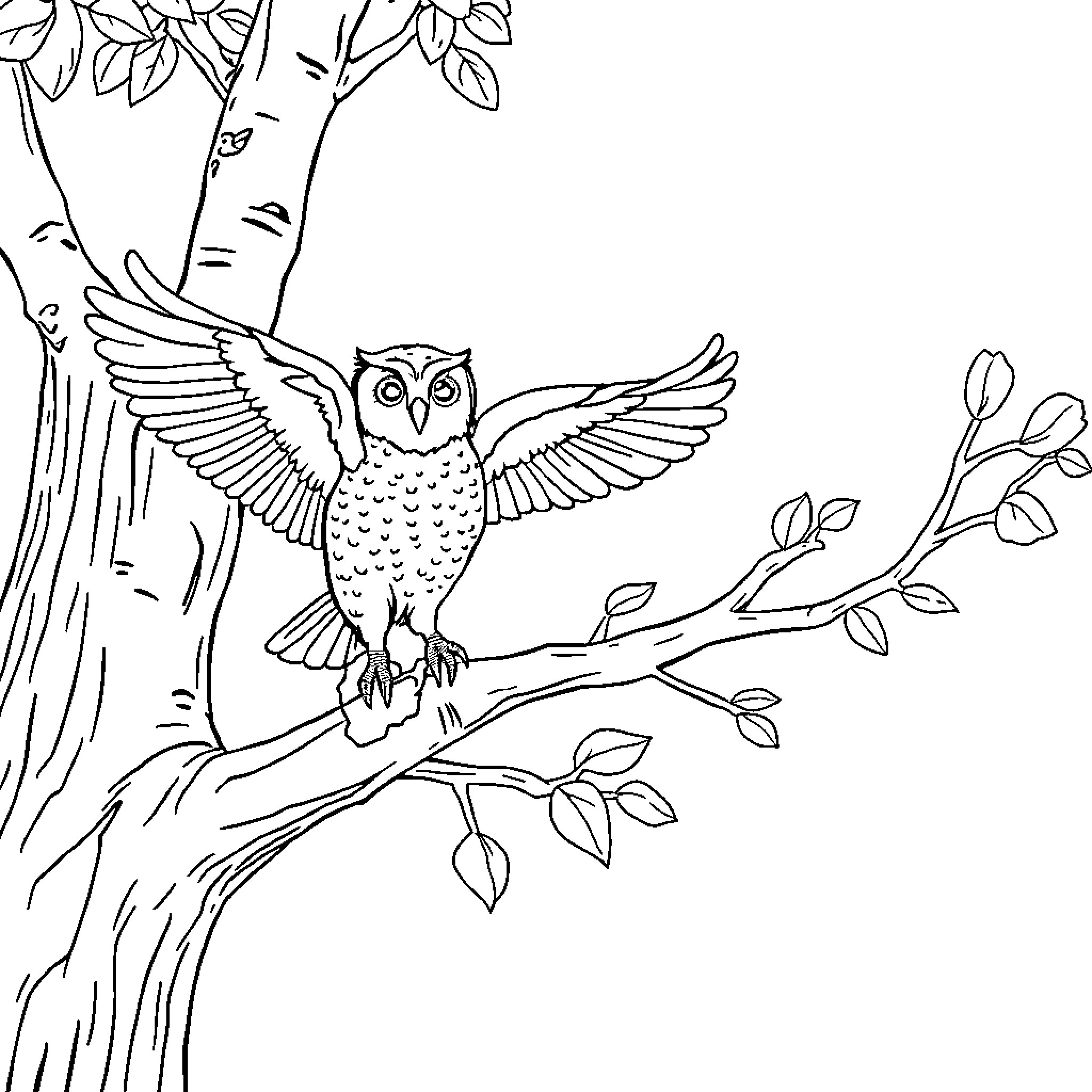 Owl spreading wings on a tree branch Coloring Page (free black-and-white line drawing printable PDF for all, from beginners to advanced learners, including children, teens, adults, and seniors)