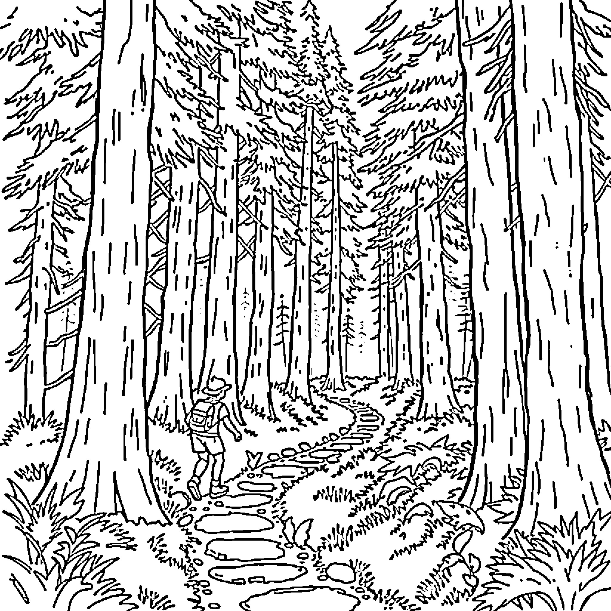 Cub Scout exploring the serene forest trail Coloring Page (free black-and-white line drawing printable PDF for all, from beginners to advanced learners, including children, teens, adults, and seniors)