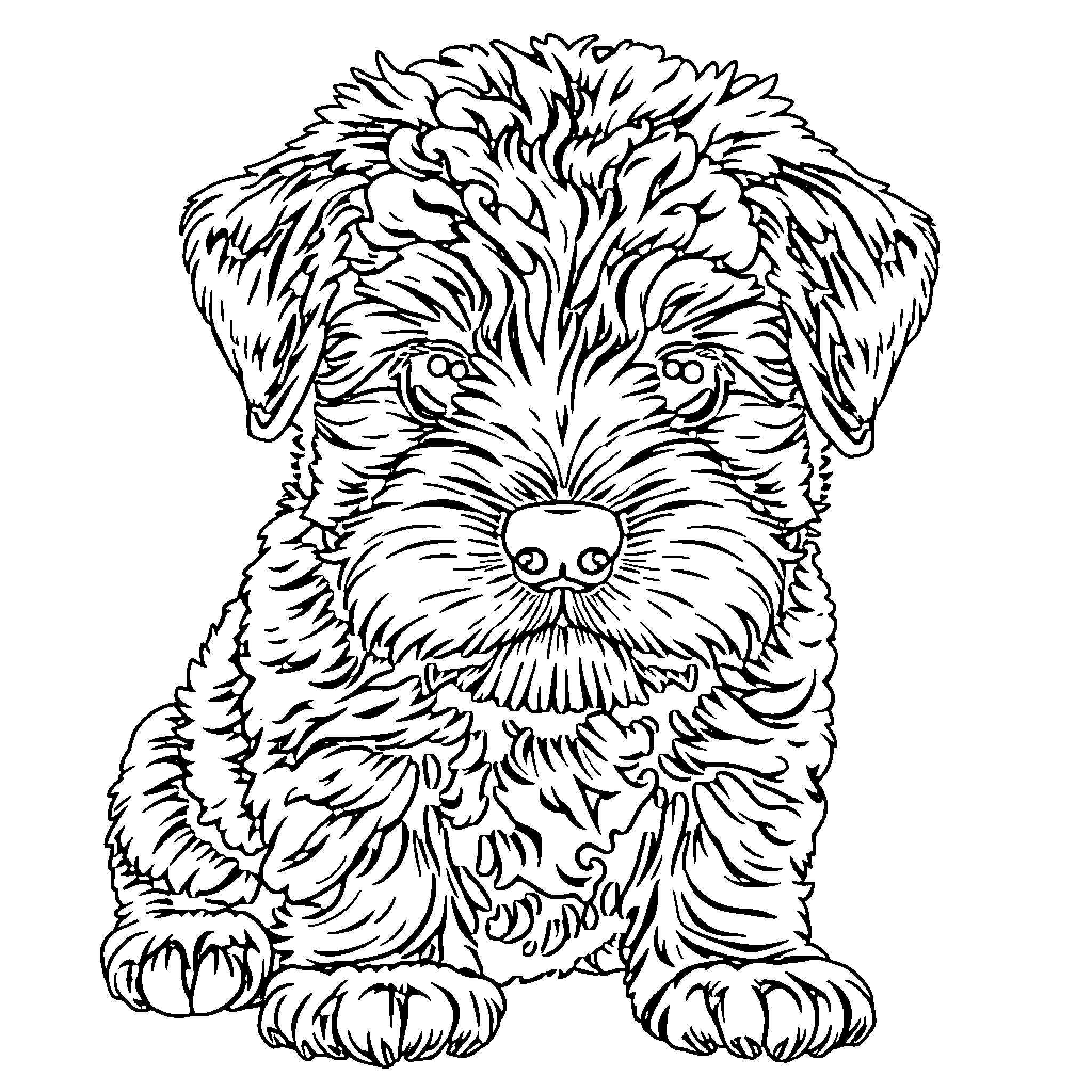Spanish Waterdog puppy sitting curiously Coloring Page (free black-and-white line drawing printable PDF for all, from beginners to advanced learners, including children, teens, adults, and seniors)