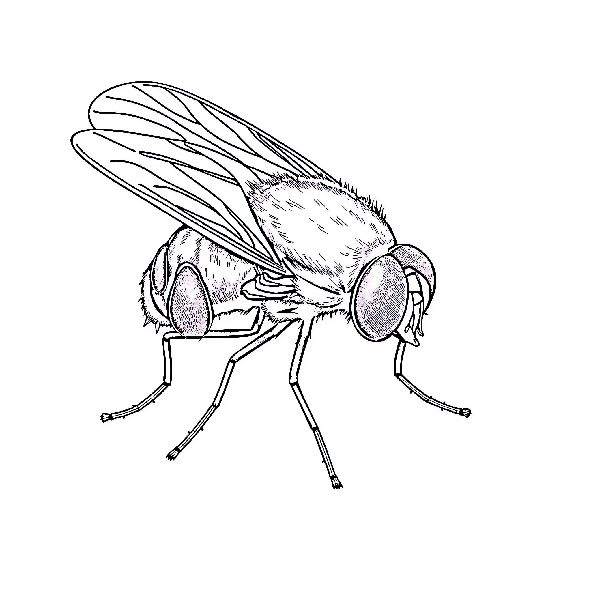 Housefly resting with detailed wings and body Coloring Page (free black-and-white line drawing printable PDF for all, from beginners to advanced learners, including children, teens, adults, and seniors)