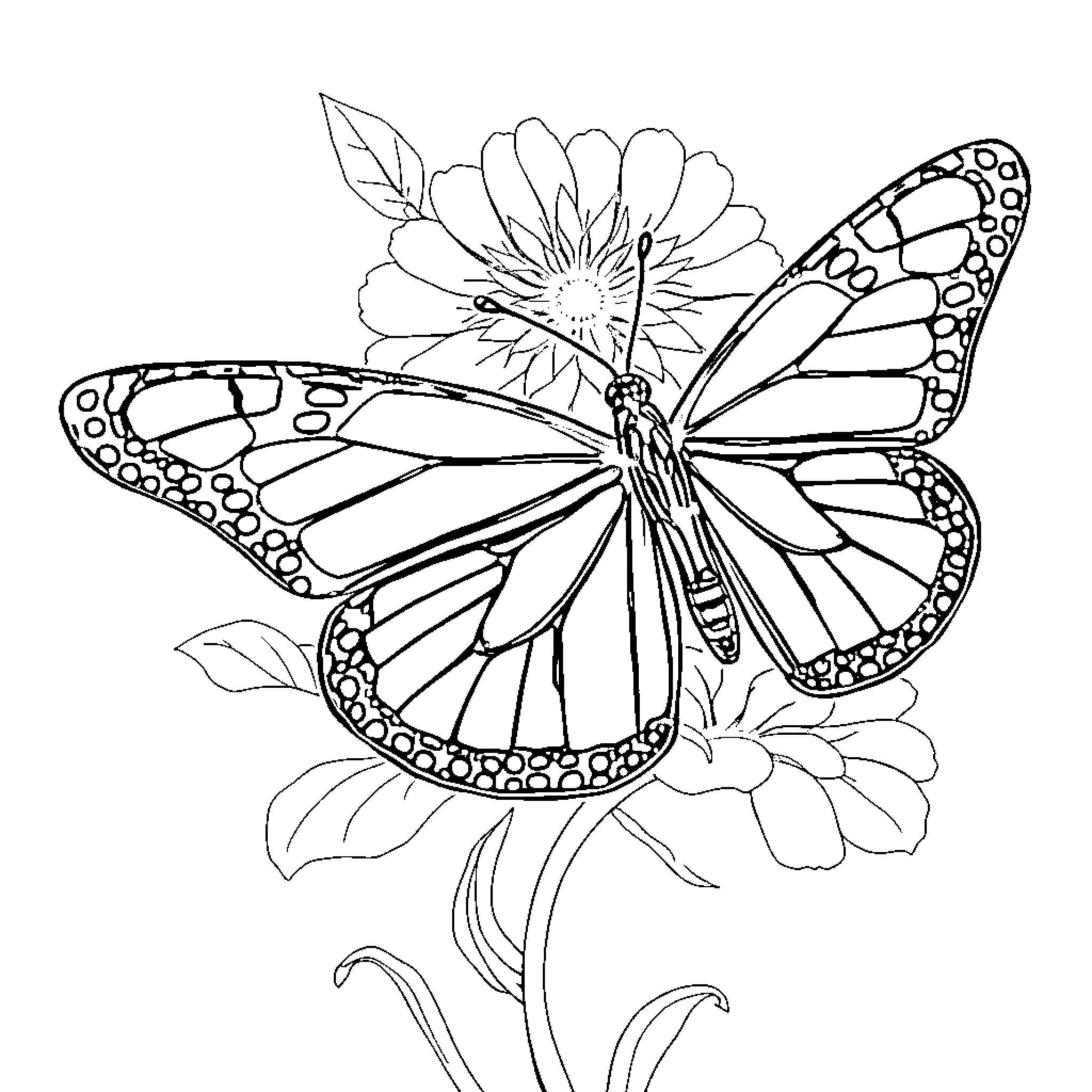 Monarch butterfly resting on a flower Coloring Page (free black-and-white line drawing printable PDF for all, from beginners to advanced learners, including children, teens, adults, and seniors)