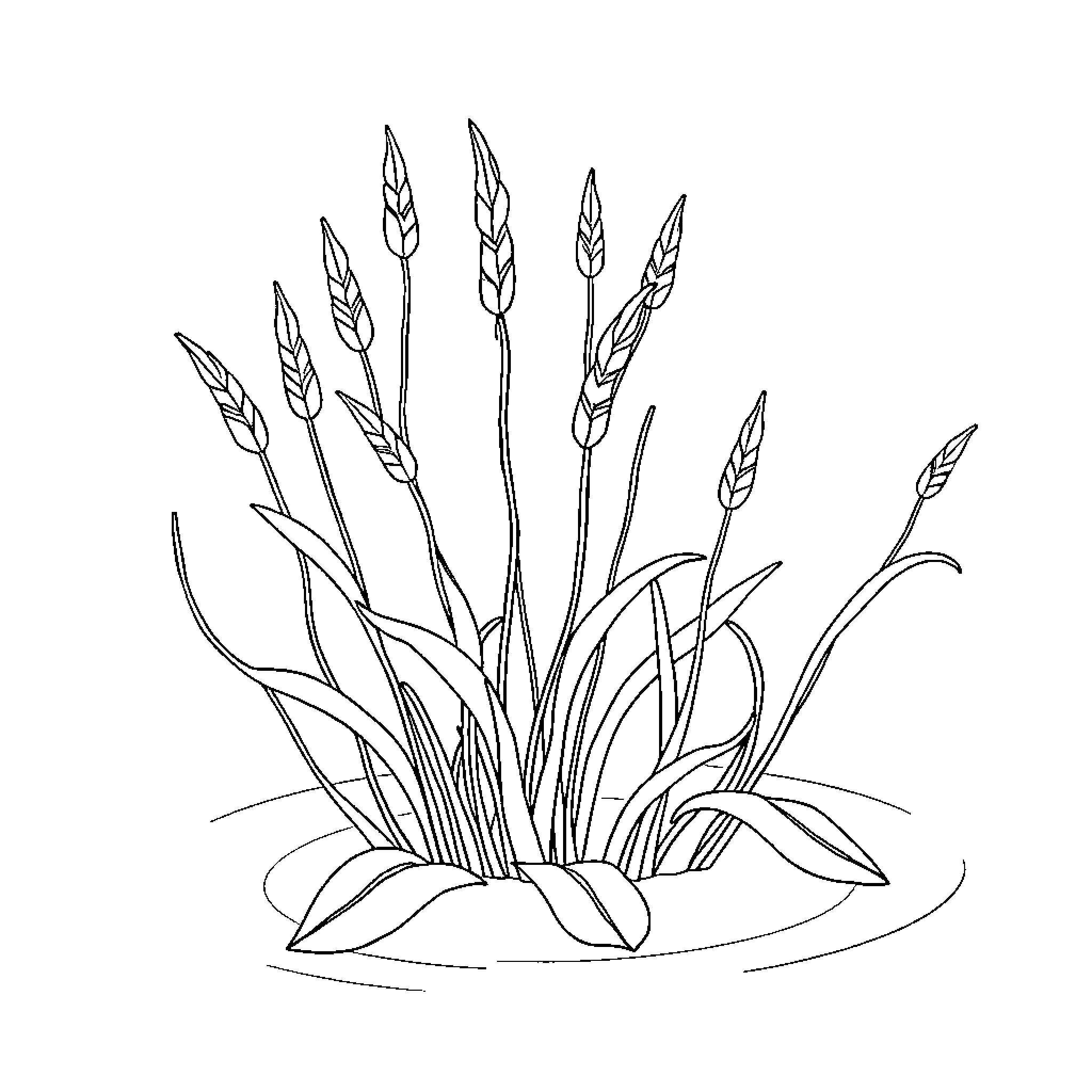 Pondweed sprouting from shallow waters Coloring Page (free black-and-white line drawing printable PDF for all, from beginners to advanced learners, including children, teens, adults, and seniors)
