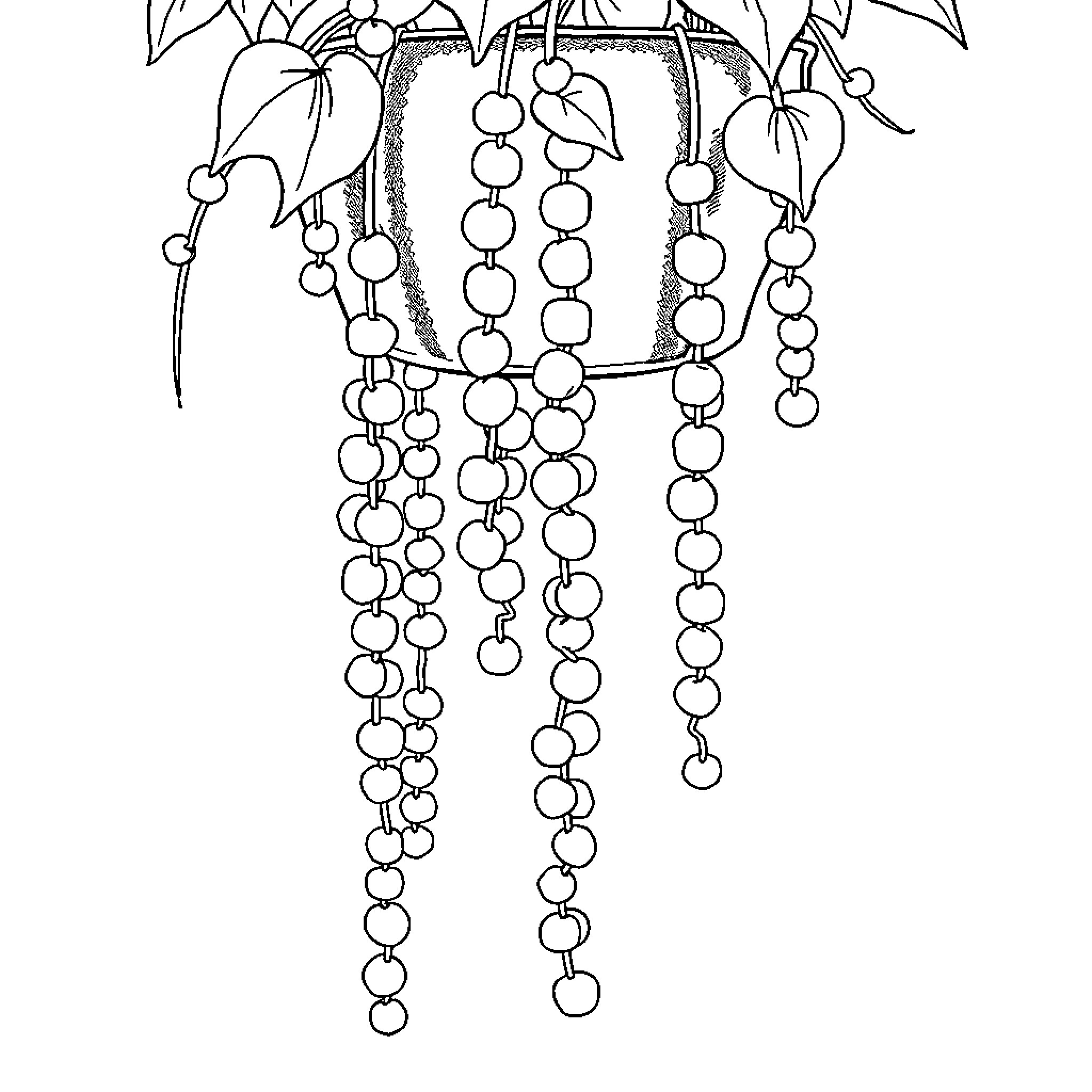 String of Pearls Cascading Plant Illustration Coloring Page (free black-and-white line drawing printable PDF for all, from beginners to advanced learners, including children, teens, adults, and seniors)