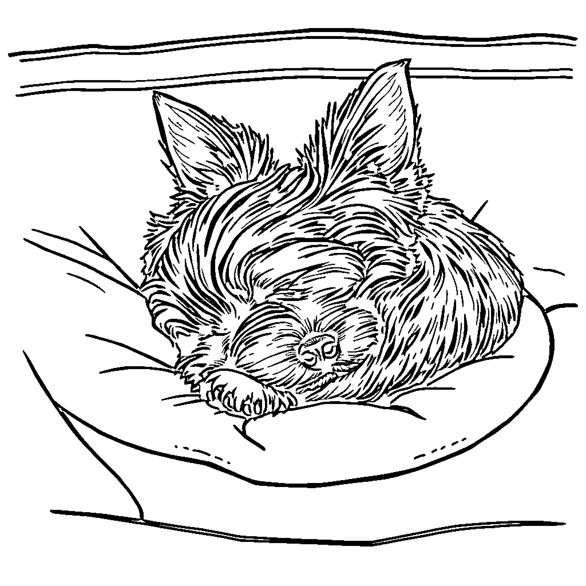 Yorkie sleeping peacefully in a cozy bed Coloring Page (free black-and-white line drawing printable PDF for all, from beginners to advanced learners, including children, teens, adults, and seniors)