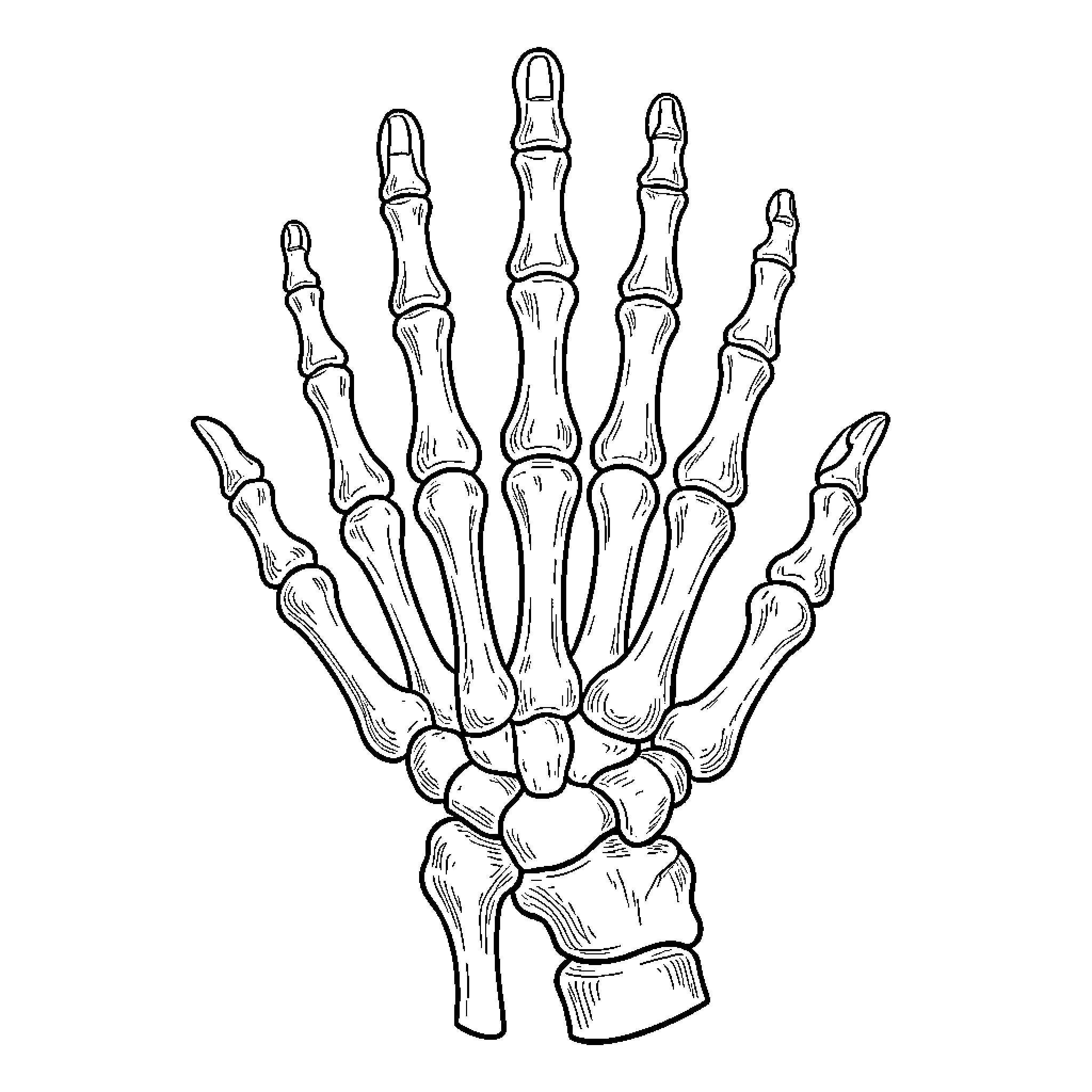 Hand Skeleton Anatomy Illustration Coloring Page (free black-and-white line drawing printable PDF for all, from beginners to advanced learners, including children, teens, adults, and seniors)