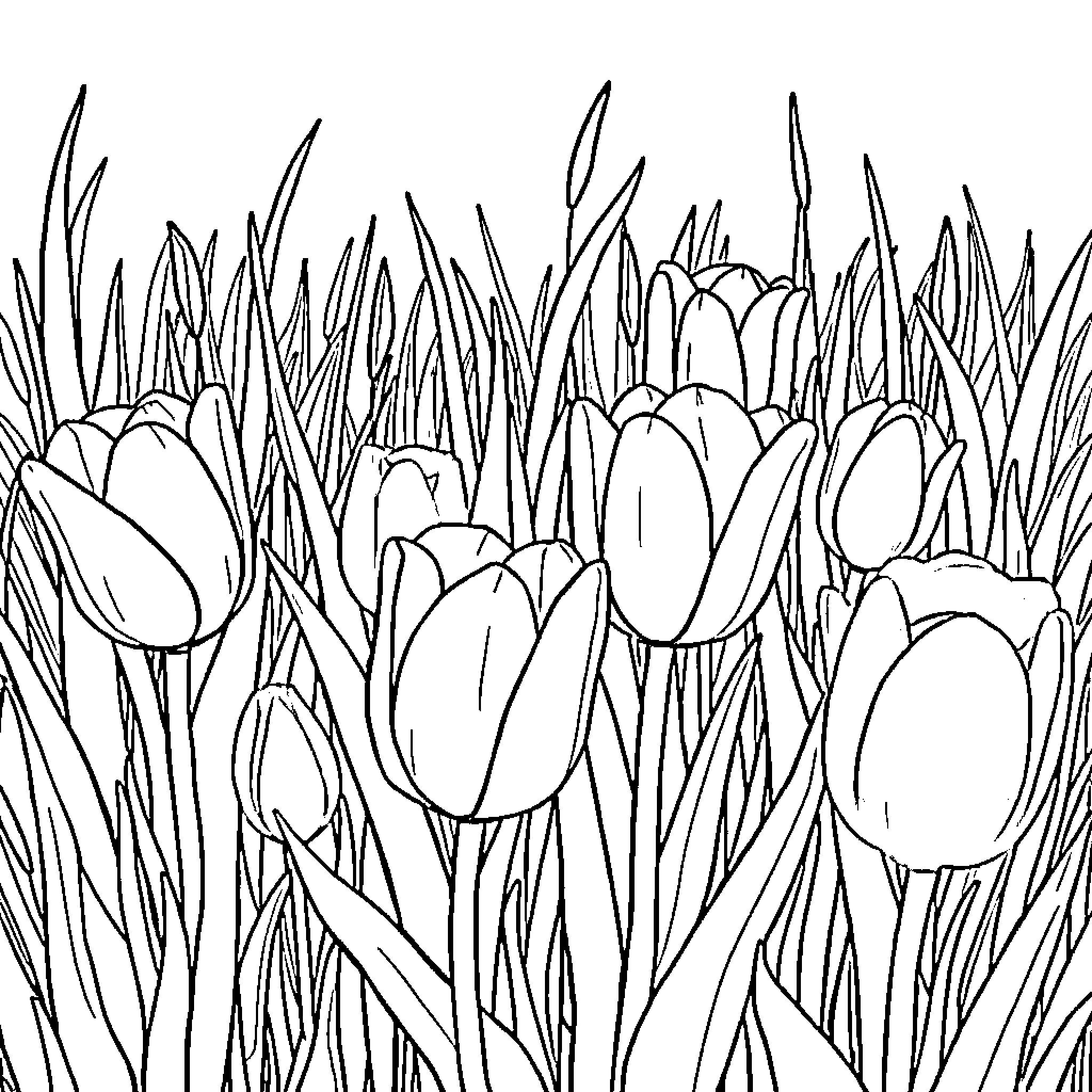 Tulip blooms bursting from lush foliage Coloring Page (free black-and-white line drawing printable PDF for all, from beginners to advanced learners, including children, teens, adults, and seniors)