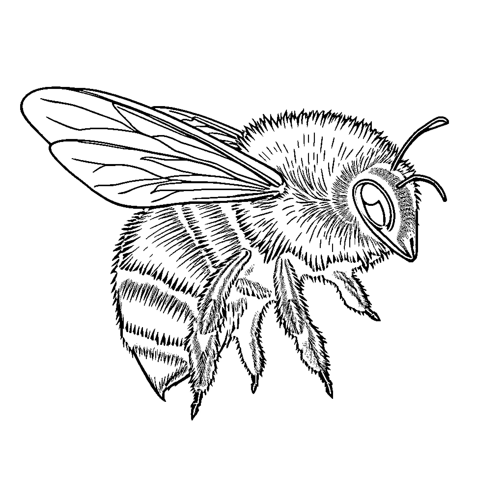 Bee in detailed artistic sketch Coloring Page (free black-and-white line drawing printable PDF for all, from beginners to advanced learners, including children, teens, adults, and seniors)