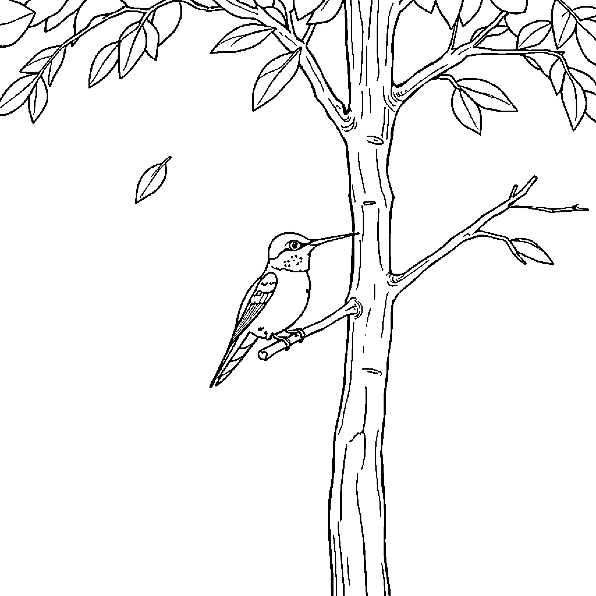 Hummingbird perched on a tree branch Coloring Page (free black-and-white line drawing printable PDF for all, from beginners to advanced learners, including children, teens, adults, and seniors)