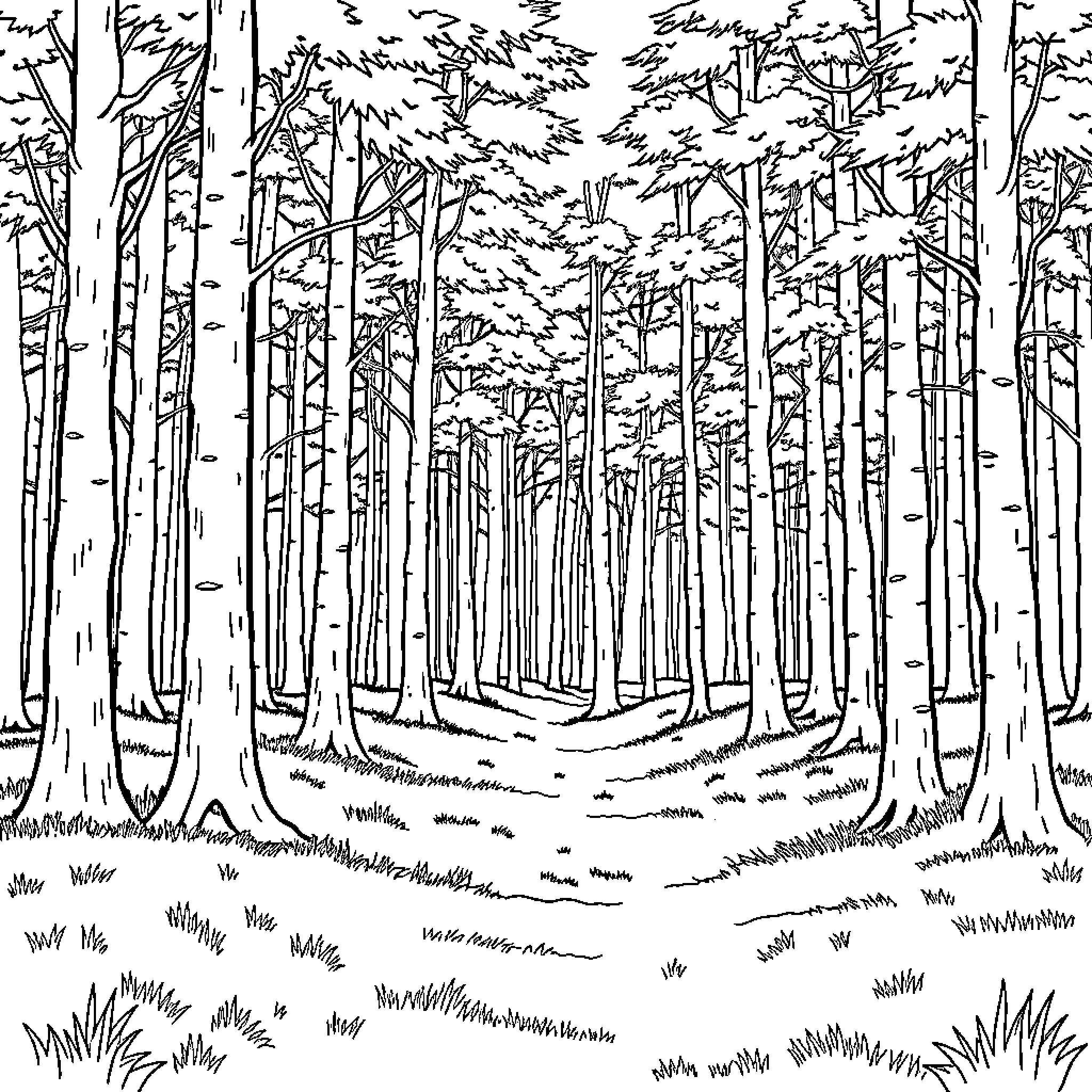 Wood Forest Scene with Trees and Landscape Coloring Page (free black-and-white line drawing printable PDF for all, from beginners to advanced learners, including children, teens, adults, and seniors)