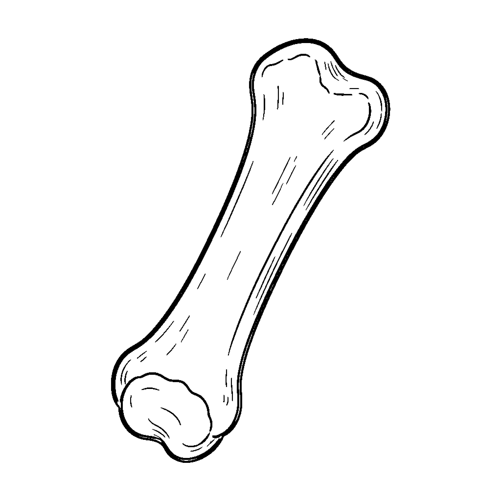 Femur bone sketch illustration Coloring Page (free black-and-white line drawing printable PDF for all, from beginners to advanced learners, including children, teens, adults, and seniors)