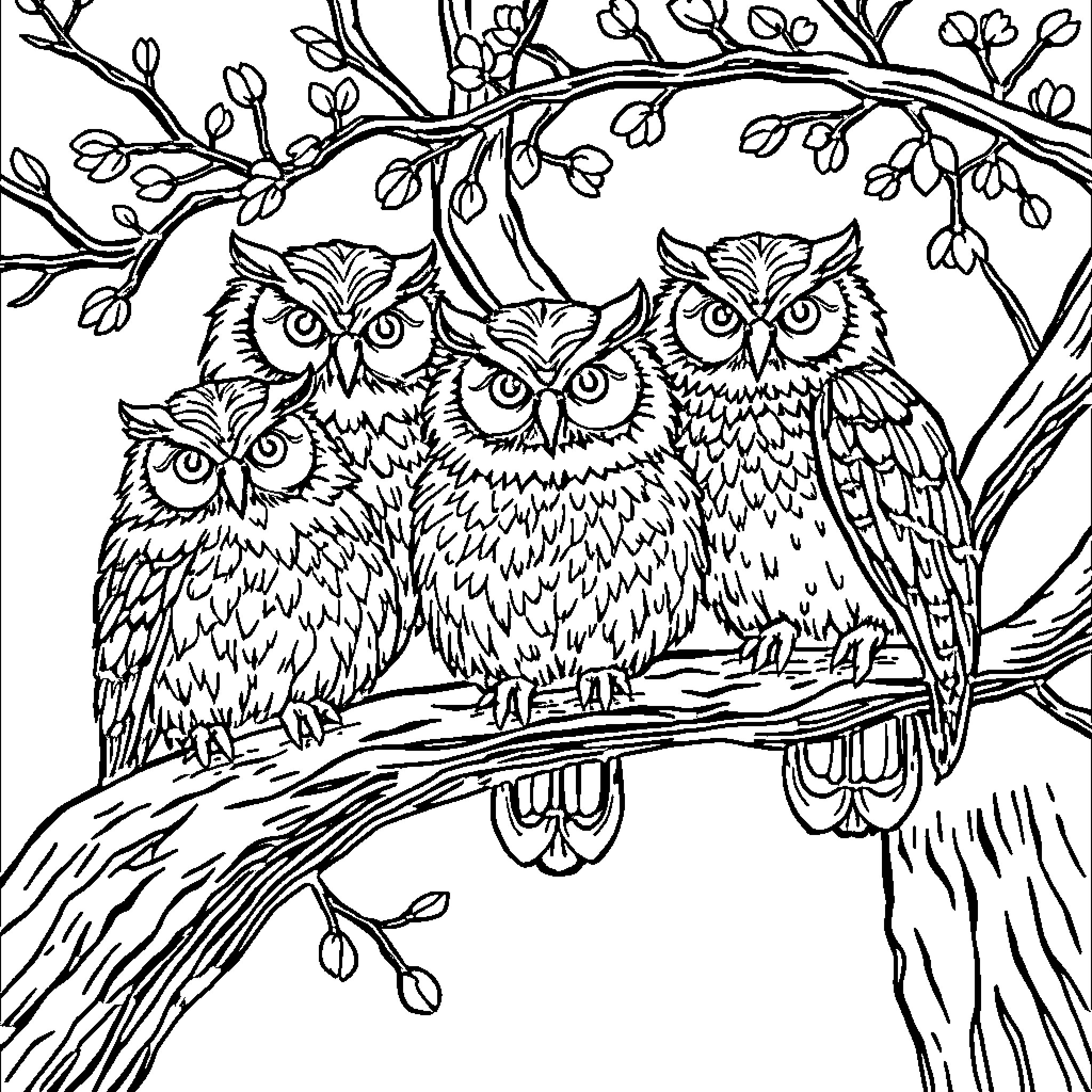 Owl Family Perched on Blossoming Branches Coloring Page (free black-and-white line drawing printable PDF for all, from beginners to advanced learners, including children, teens, adults, and seniors)