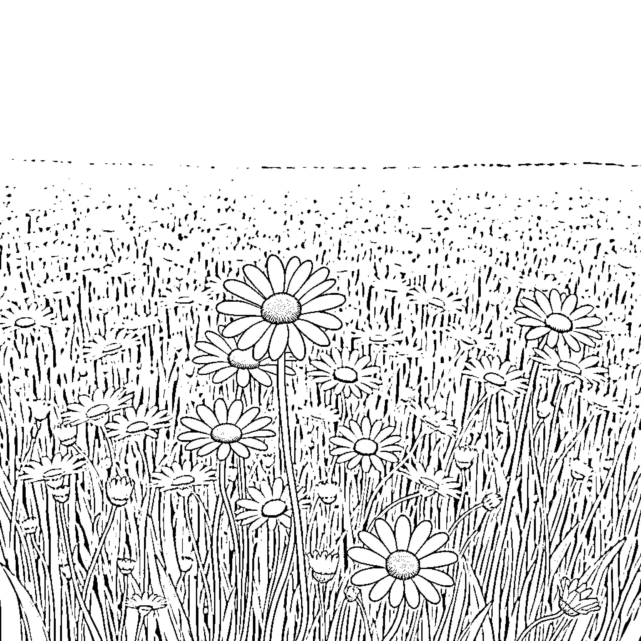 Daisy in a Floral Meadow Coloring Page (free black-and-white line drawing printable PDF for all, from beginners to advanced learners, including children, teens, adults, and seniors)