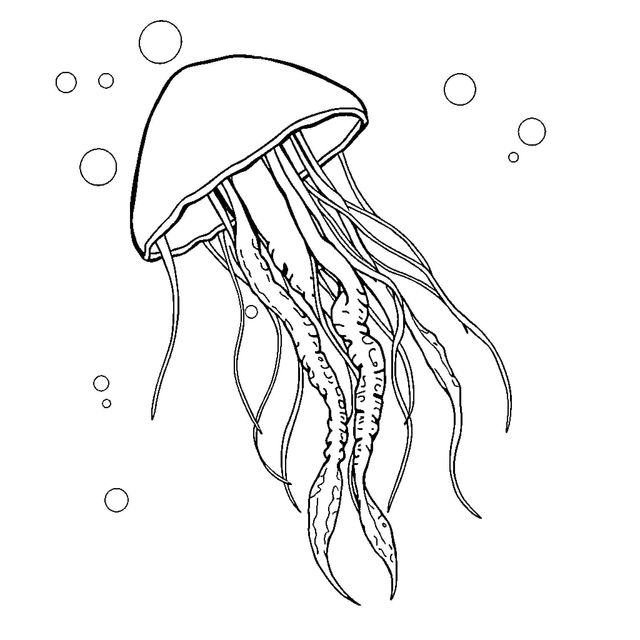 Jellyfish swimming elegantly in the water Coloring Page (free black-and-white line drawing printable PDF for all, from beginners to advanced learners, including children, teens, adults, and seniors)