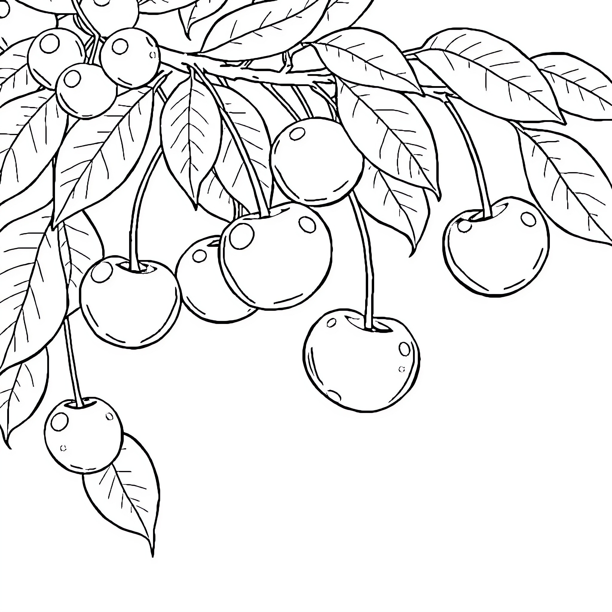Cherry Branch with Ripened Fruit Coloring Page (free black-and-white line drawing printable PDF for all, from beginners to advanced learners, including children, teens, adults, and seniors)