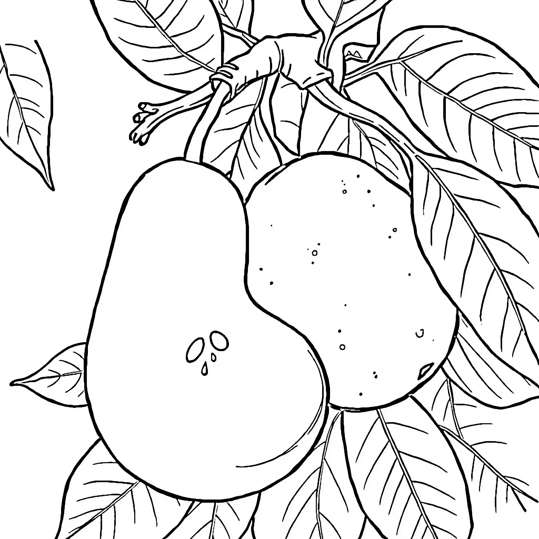Fruit hanging among leaves and branches Coloring Page (free black-and-white line drawing printable PDF for all, from beginners to advanced learners, including children, teens, adults, and seniors)