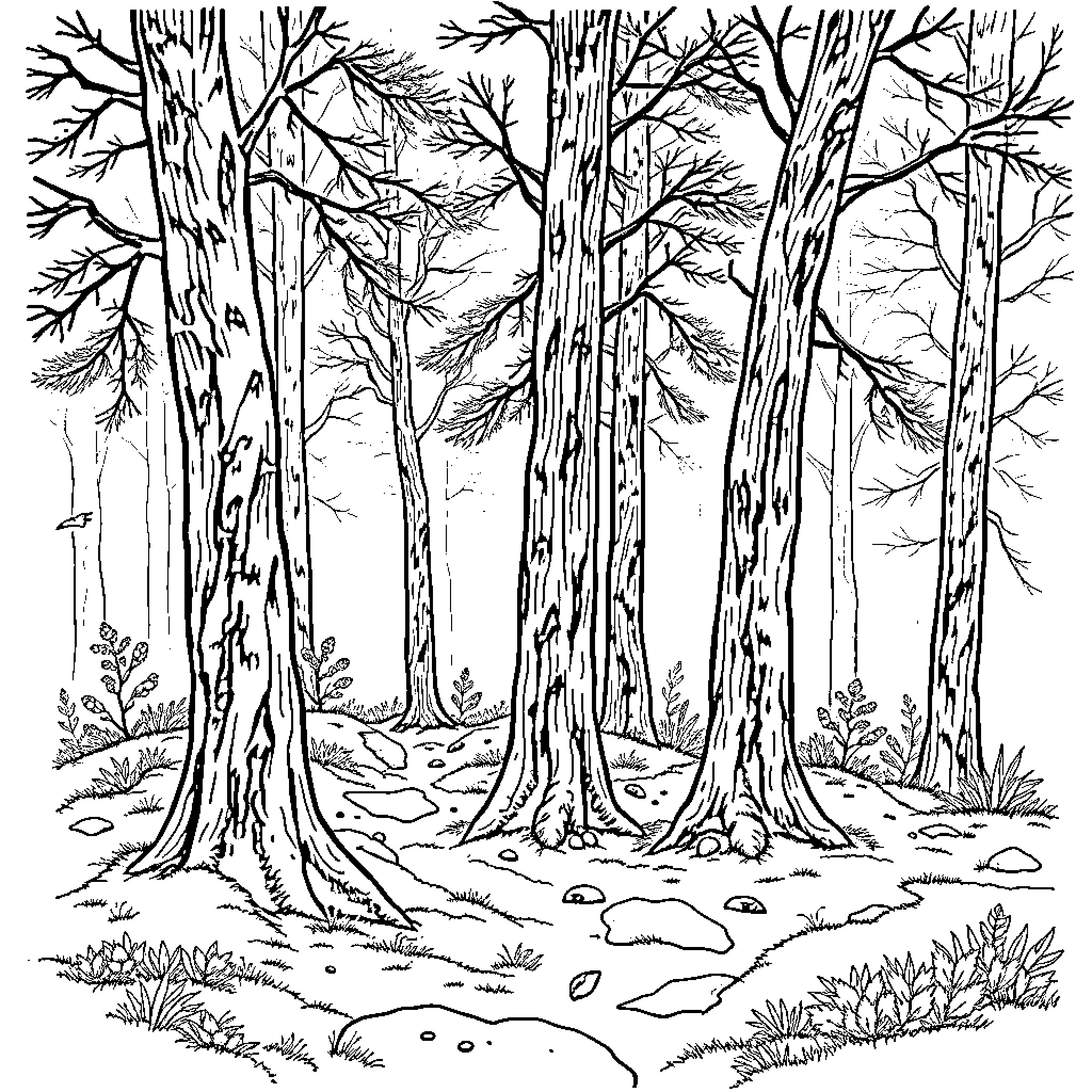 Woodland Trail Through Towering Trees Coloring Page (free black-and-white line drawing printable PDF for all, from beginners to advanced learners, including children, teens, adults, and seniors)
