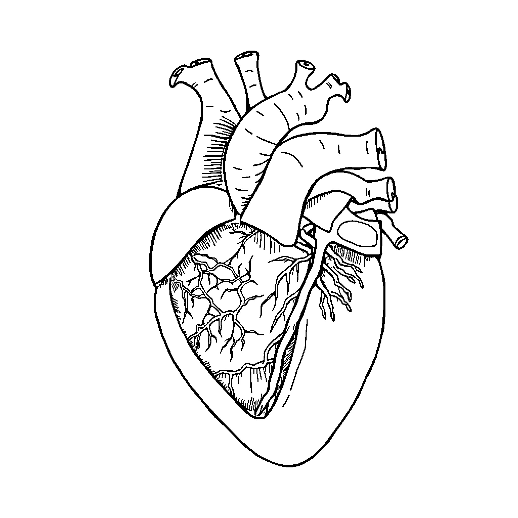 Heart Anatomy in Detailed Sketch Coloring Page (free black-and-white line drawing printable PDF for all, from beginners to advanced learners, including children, teens, adults, and seniors)
